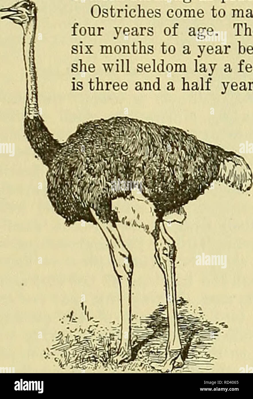 Cyclopedia of farm animals. Domestic animals; Animal products. OSTRICH  OSTRICH 511 OSTRICH. Struthio, spp. Struthionidce. Figs. 498-500. By Watson  Pickrell. The ostrich is the large African running-bird. It has been  successfully