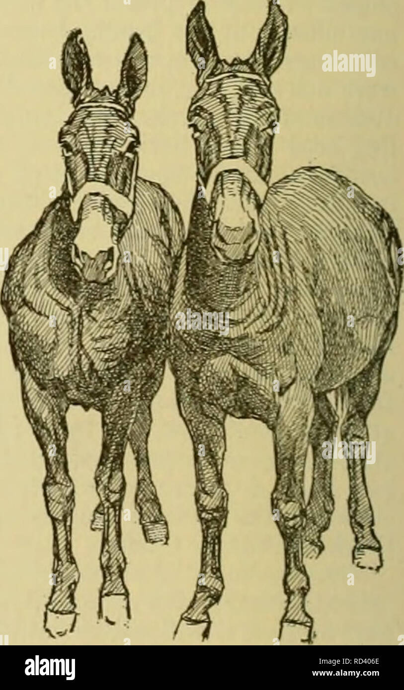 Cyclopedia of farm animals. Domestic animals; Animal products. Fig. 496. A  good representative of the large heavy mule. ability to do hard work and  much of it; and from the mother