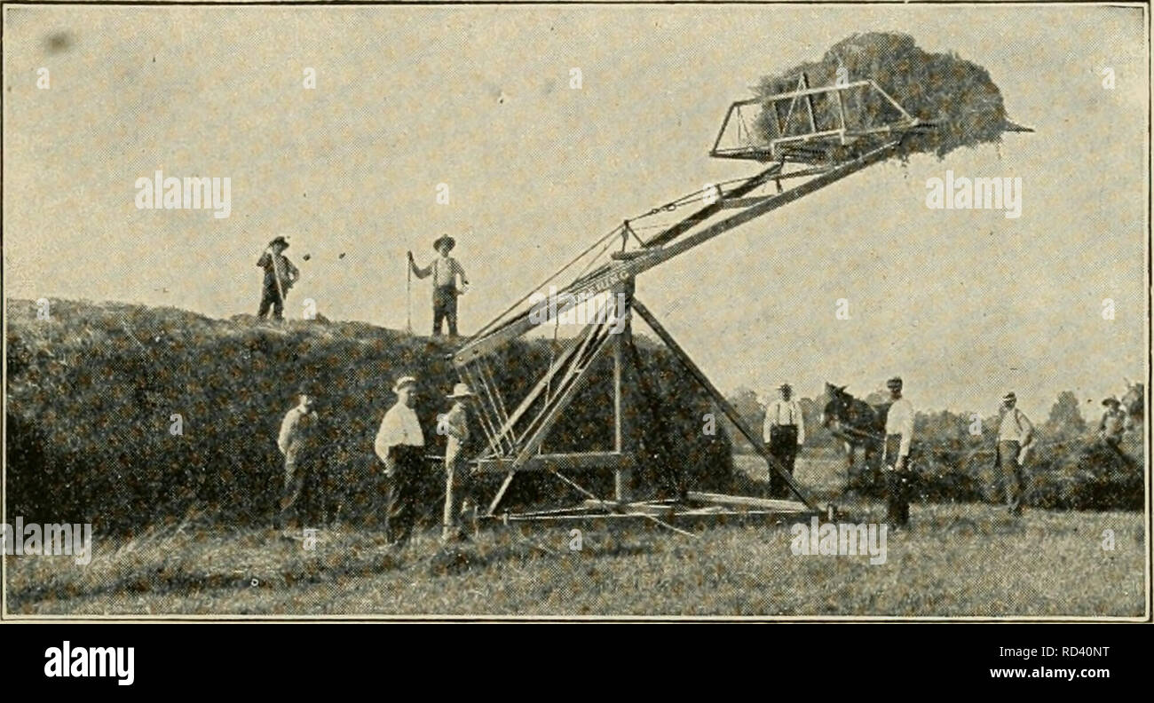 . Elementary agriculture. Agriculture. THE HAY CEOP 161 COWS and for fattening hogs, lambs, and cattle. The Soil and Crops. Alfalfa has a long tap-root which reaches down deeper than any other farm crop, often being twelve feet long (Fig. 88). Thus, yon see, alfalfa needs a well-drained soil. It thrives wonderfully in dry regions. It continues to grow throughout the warm season. In Canada they cut. Fig. 86. Horse power is cheaper iliaii human labor. three crops of it in one season, while in Arizona eight cuttings are often harvested. How to Start Alfalfa. Alfalfa is not a successful crop on po Stock Photo