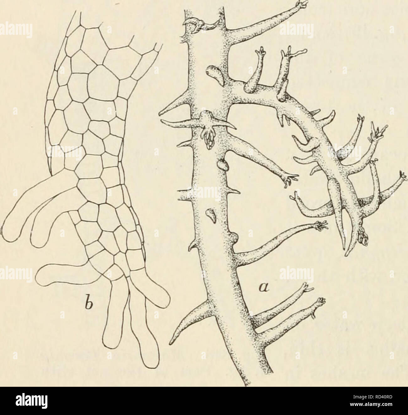 . Dansk botanisk arkiv. Plants; Plants -- Denmark. 352 Dansk Botanisk Arkiv, Bd. 3. Nr. 1. Fa/71. 4. Bonneinaisofiiaceæ, Asparagopsis Mont. 1. Asparagopsis taxiformis (Delile) Collins et Hervey. Collins and Hervey, Alg. Bermuda, p. 117. Asparagopsis Delilei Mont. in Barker-Webb et Berthelot, Hist. nat. Hes Canaries, t. 3, part. 2, sectio 4, 1840, Addenda, p. XIV. J. Agaroh, Spec. Alg. vol. II, p. III, p. 776; Epicrisis, p. 666. Kützing, F., Spec. Alg., p. 802; Tab. phycologicæ, vol. XIV, tab. 92. Askenasy, E., For- schungsreise Gazelle, IV Theil, Bot., p. 40, Taf. IX, fig. 9, 10. Dasya Delilei Stock Photo