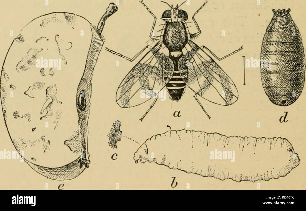 . Elementary entomology. Entomology. FlG. 378. The cabbage-maggot. (Enlarged) i7, larva ; l&gt;, pupa ; c, adult; d, head ; c, antenna. (After Riley) in build. maggot and onion-maggot are well-known examples of these inju- rious larvce, and wherever small flies are seen hovering around these or other root crops, such as radishes, turnips, beets, etc.,. Fig. 379. The apple-maggot a, adult; b, larva, or maggot; r, funnel of spiracle on head; d, puparium ; c, portion of apple showing injury by maggots, {a, t&gt;, d, enlarged ; ^, reduced.) (After Quaintance, United States Department of Agricultur Stock Photo