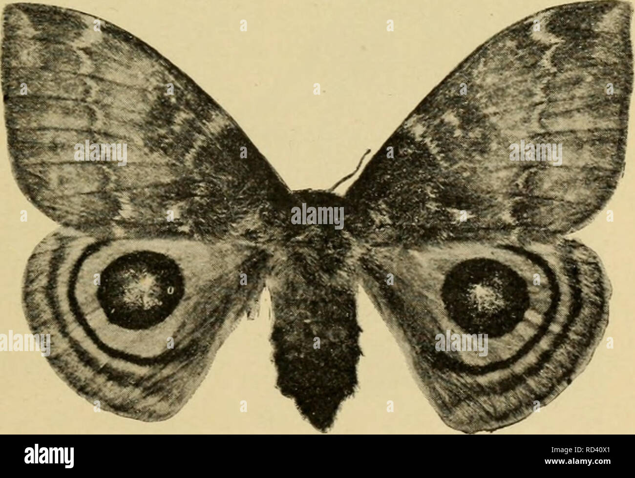 . Elementary entomology. Entomology. THE BUTTERFLIES AND MOTHS 213 'Z ::5^ € M i!  ^2 ir ' '  ' 'I alternating with seven darker, almost blackish lines, with two prominent black horns on the thorax and a double row of short, thick spines along either side of the body. The moths are pale yellow banded with rose color, and are fre- quently taken at lights. Nearly related species, whose larvae are brownish with orange markings and similar black spines, attack the oak foliage. The lo moth {Autonicris to) is one of the larger forms, with a wing expanse of nearly three inches, the fore-wings of Stock Photo