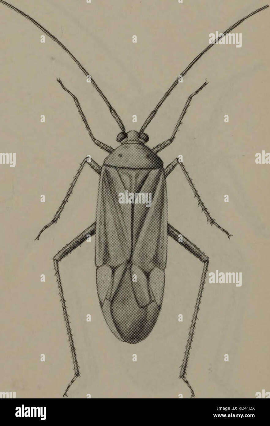 . Danmarks fauna; illustrerede haandbøger over den danske dyreverden... . Fig. 71. Calocoris striatellus (Fabricius) Fig. 72. Adelphocoris lineolatus (Goeze). S. Please note that these images are extracted from scanned page images that may have been digitally enhanced for readability - coloration and appearance of these illustrations may not perfectly resemble the original work.. Dansk naturhistorisk forening. København, G. E. C. Gad Stock Photo