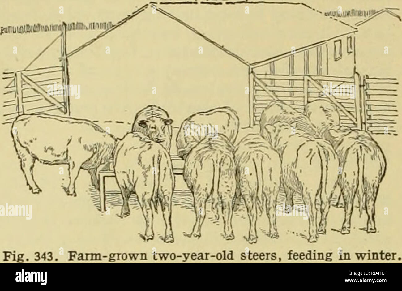 Cyclopedia of farm animals. Domestic animals; Animal products. 318 CATTLE CATTLE The farmer is not justified in keeping cattle of his own raising until they are three or four years old, Cyclopedia of farm animals. Domestic animals; Animal products. 318 CATTLE CATTLE The farmer is not justified in keeping cattle of his own raising until they are three or four years old,