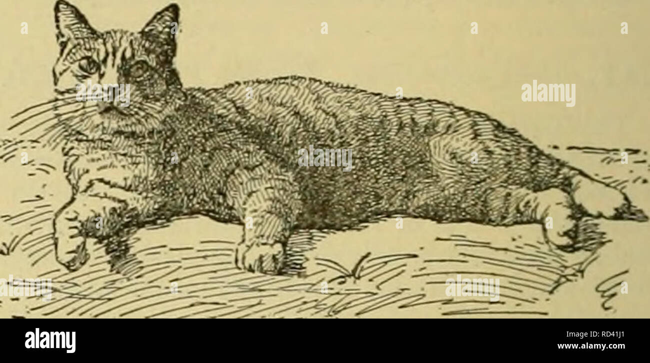 Cyclopedia Of Farm Animals Domestic Animals Animal