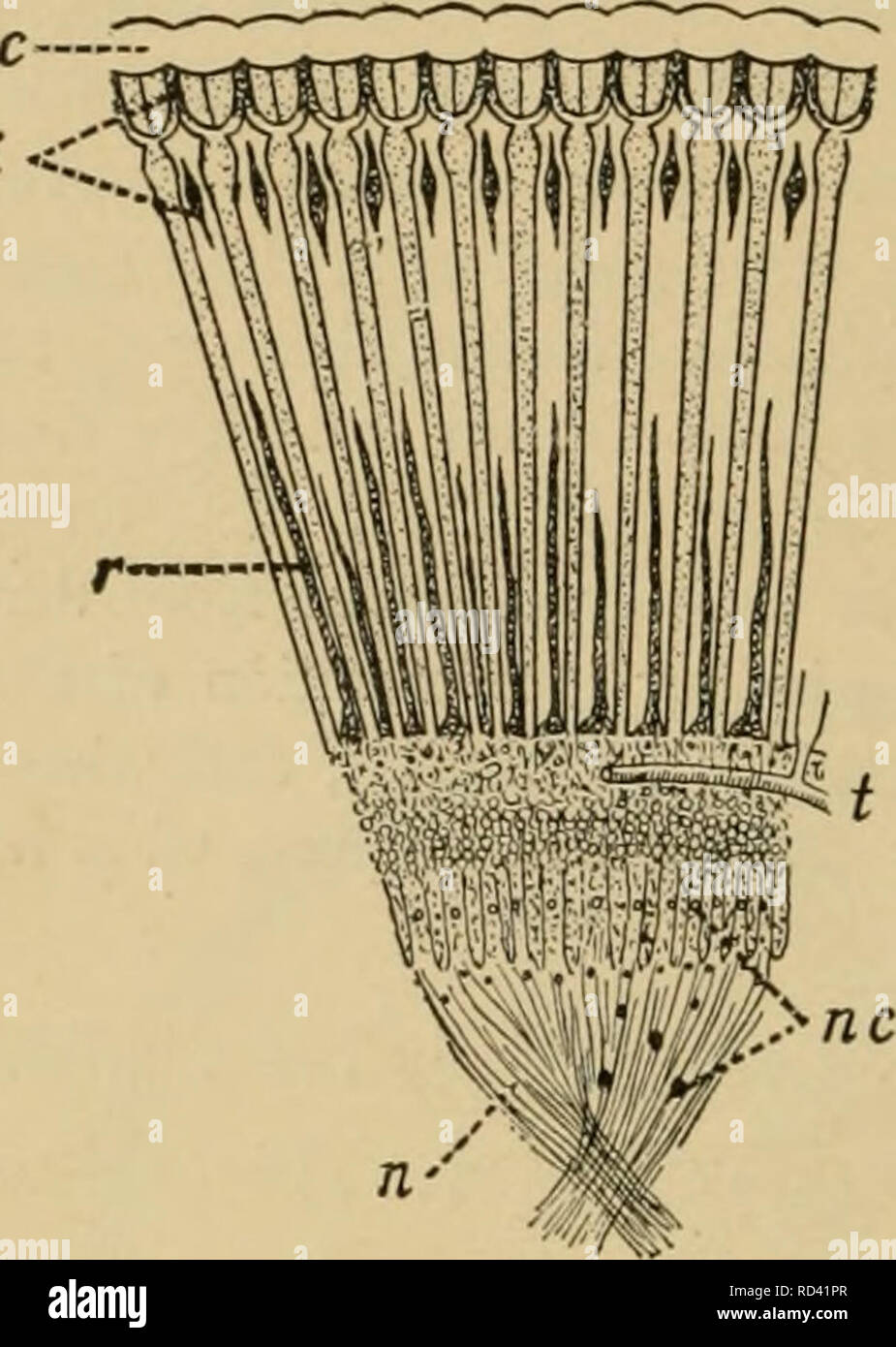 . Elementary entomology. Entomology. 40 ELEMENTARY ENTOMOLOGY I