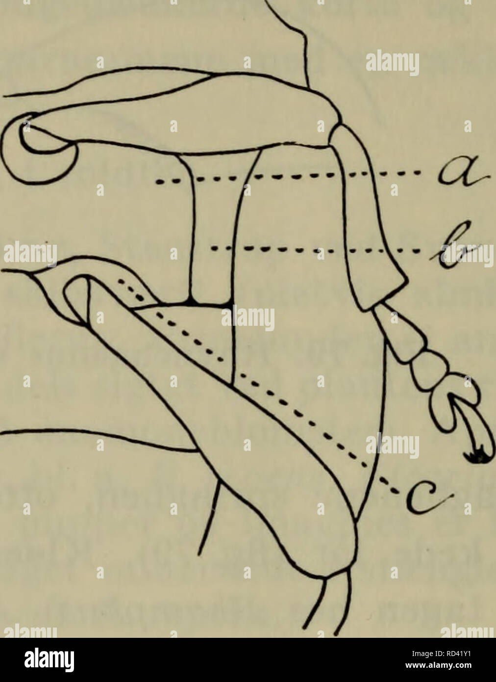 . Danmarks fauna; illustrerede haandbøger over den danske dyreverden... . Fig. 81. Undersiden af Limnobaris (til venstre) og Rhinoncus (til højre), a: metasternum, b: bagbrystets epistern, c: baghoften. metasternum berører derfor 1. bugled mellem dem (fig. 81, til højre) 3. gruppe (p. 214). Forskinnebenenes spids indvendig med en krum endetorn. Forbrystet uden øjelapper. Pronotum uden sideknuder. Kløerne simple og frie. Bag- hofterne når helt ud til bagbrystets episterner, metasternum berører derfor ikke 1. bugled mel- lem dem (fig. 81, til venstre). ... 4. gruppe (p. 299). 6. Øjnene stærkt hv Stock Photo