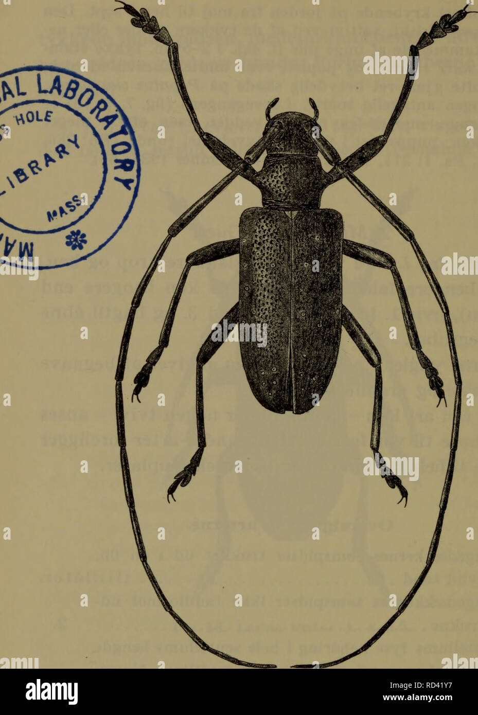 monochamus sutor high resolution stock photography and images alamy