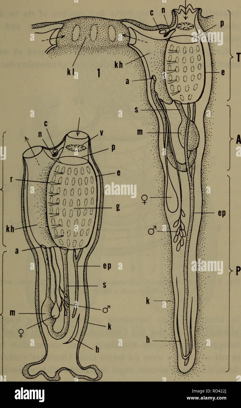 . Danmarks fauna; illustrerede haandbøger over den danske dyreverden... 9. A^ •&quot; Fig. 1. Skema af merosom søpung med tre kropsregioner. Orig. Fig. 2. Skema af merosom søpung mied to kropsregioner. Orig. A abdomen, P postabdomen, T thorax; a anus, c hjerne, e endostyl, ep epicardium, g gællesæk, h hjerte, k kutikula, kh kappehule, kl kloakhule, m mave, n neuralkirtel, p fimrebuer, r rygfilamenter, s spiserør, v velum med mundtentakler. Pilene angiver mund- og kappeåbninger.. Please note that these images are extracted from scanned page images that may have been digitally enhanced for reada Stock Photo