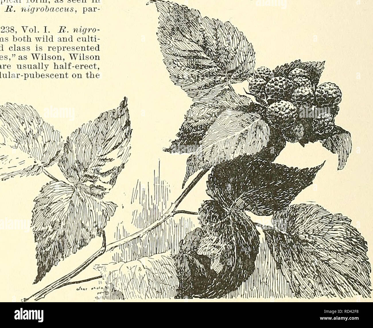 . Cyclopedia of American horticulture, comprising suggestions for cultivation of horticultural plants, descriptions of the species of fruits, vegetables, flowers, and ornamental plants sold in the United States and Canada, together with geographical and biographical sketches. Gardening. 2203. Rubus laciniatus (X M). No. 20. — Distinct in its extreme forms, but running into the species by all manner of intermediate gradations. From this plant the common &quot;Short-cluster Blackberries&quot; of the garden appear to be derived, as Snyder, Kittatinny, Erie, etc. 23. Allegheni6nsis, Porter {B. vlU Stock Photo