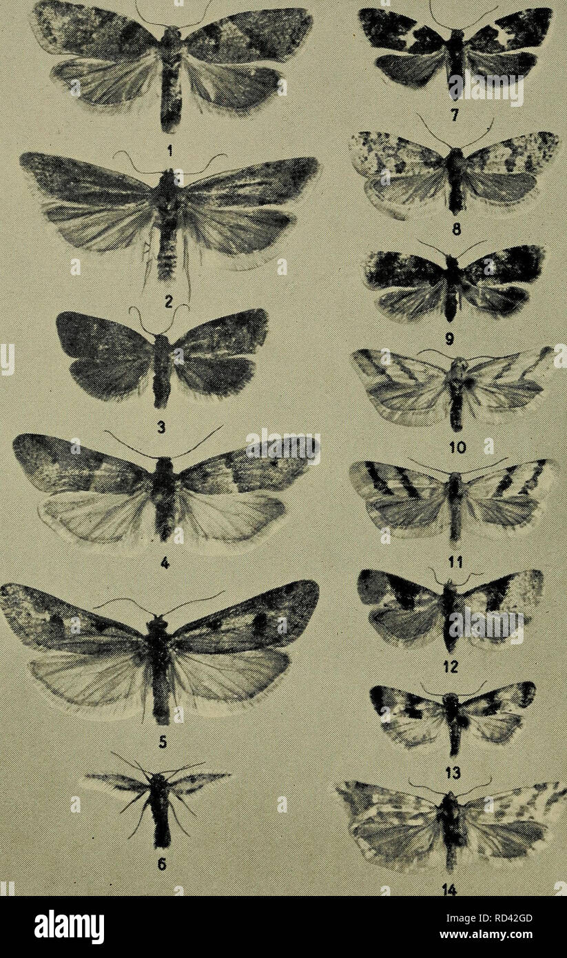 . Danmarks fauna; illustrerede haandbøger over den danske dyreverden... Tavle XII.. 1. Nephodesme incana, 2. N. osseana, 3. N. nubilana, 4. Tortricodes tortricella, 5. Exapate congelatella cJ, 6, do. ?, 7. Olindia schu- macherana, 8. Isotrias rectifasciana, 9. Spatalistis bifasciana, 10. Lozopera francillana, 11. L. beatricella, 12. Clysia ambiguella, 13. C. angustana, 14. Phalonia dipoltelia.. Please note that these images are extracted from scanned page images that may have been digitally enhanced for readability - coloration and appearance of these illustrations may not perfectly resemble t Stock Photo