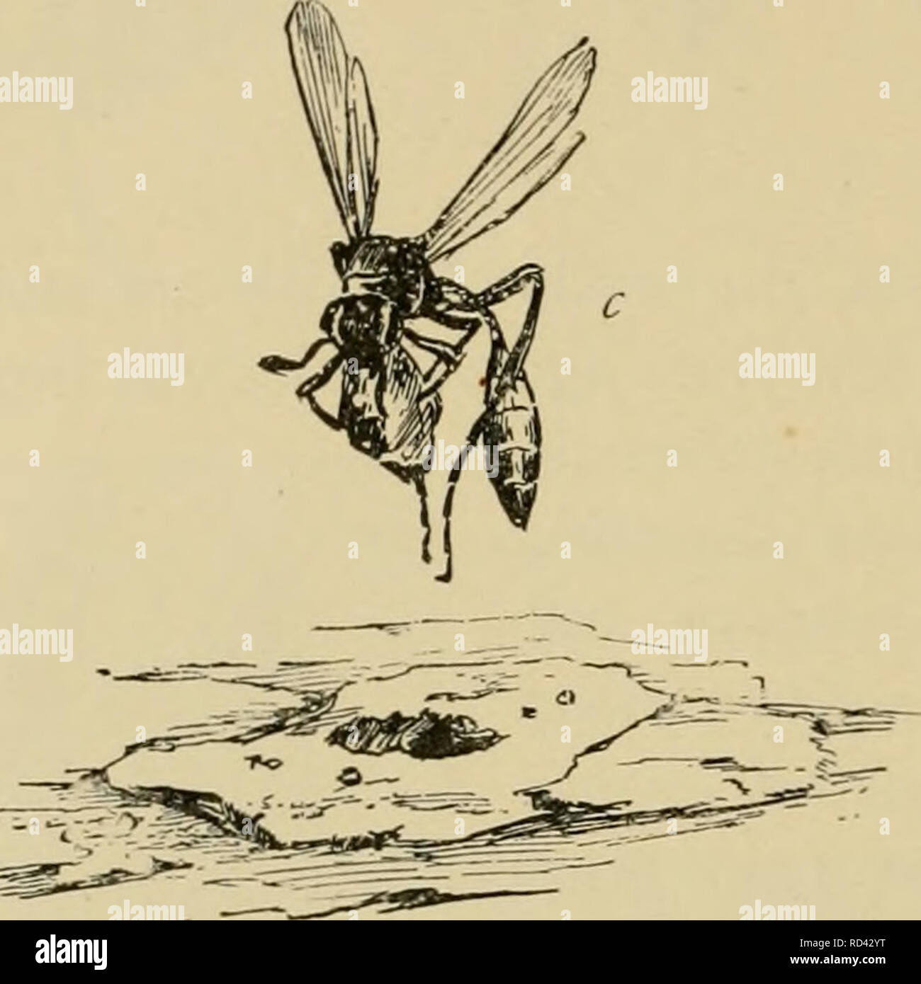 Page 4 Pests Together High Resolution Stock Photography And Images Alamy