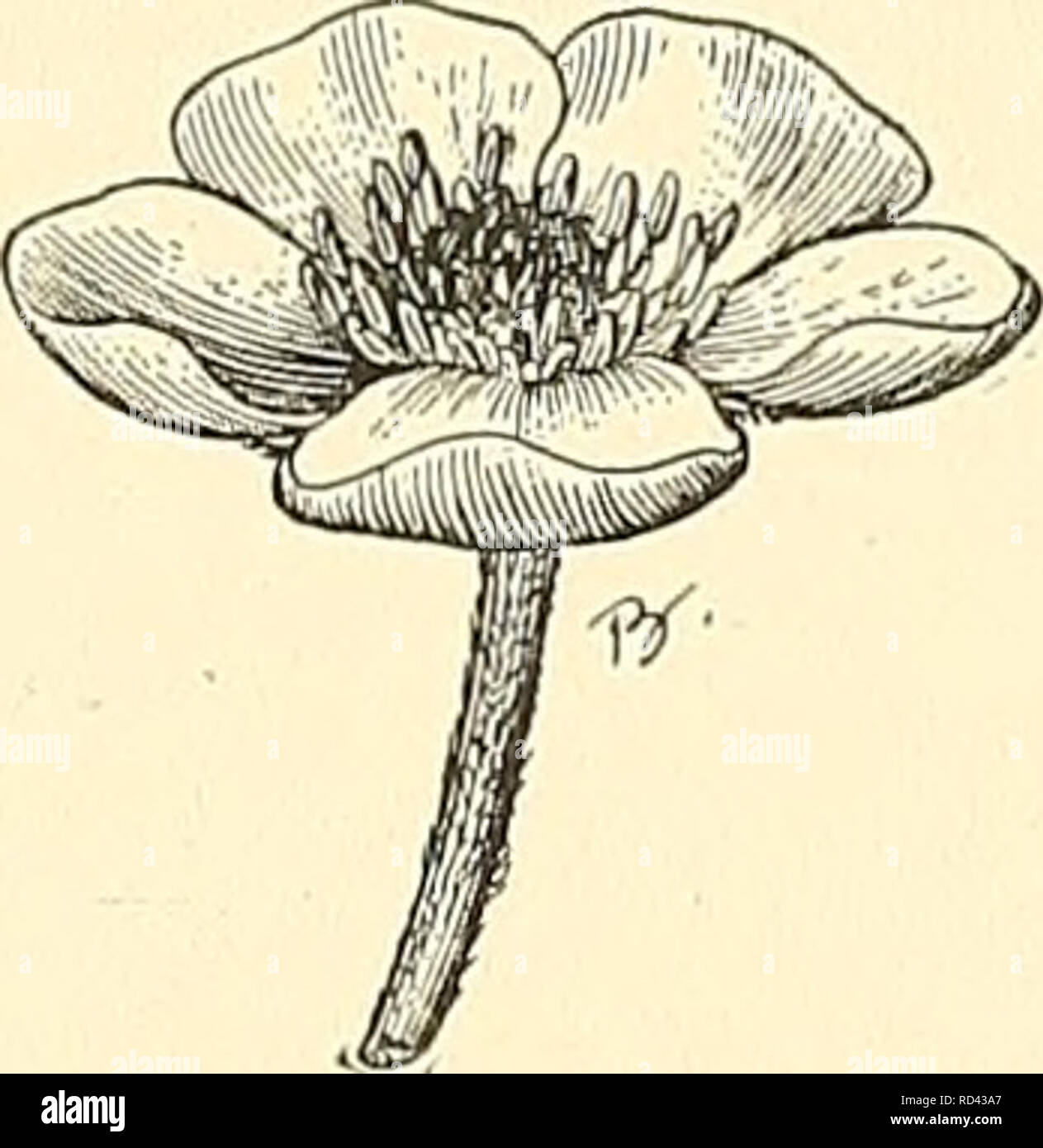 . Cyclopedia of American horticulture, comprising suggestions for cultivation of horticultural plants, descriptions of the species of fruits, vegetables, flowers, and ornamental plants sold in the United States and Canada, together with geographical and biographical sketches. Gardening. RAMPION RANUNCULUS U97 RAMFION, HORNED. Pliijteitma. RAM'S HEAD. Cijpripecliiim arielhium. RAMSTED. Linaria vultjaris. RANDIA (Isaac Rand, author of an index of plants cult, at Botanical Gardens of the Society of Apothe- caries at Chelsea, published 1730 and 1739). Jiiibidcein. A genus of about 100 species of t Stock Photo