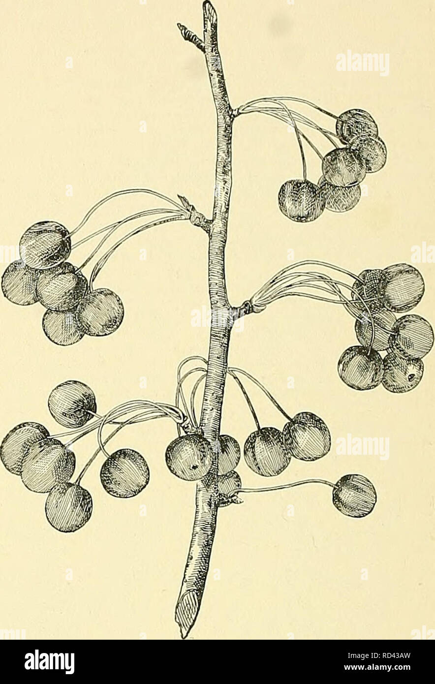 . Cyclopedia of American horticulture, comprising suggestions for cultivation of horticultural plants, descriptions of the species of fruits, vegetables, flowers, and ornamental plants sold in the United States and Canada, together with geographical and biographical sketches. Gardening. 2022. Pyrus communis (X K). lyx-tube, are tomentose when young, and the fr. taper- ing at the base. Var. Pyraster, Wallr., with roundish acute, strongly serrate Ivs.. which, with the calyx-tube, are glabrous when young, the fruit rounded at the base.. 2023. Pyrus Toringo (X K). See No. 6. 2. nivalis, Jacq. Snow Stock Photo