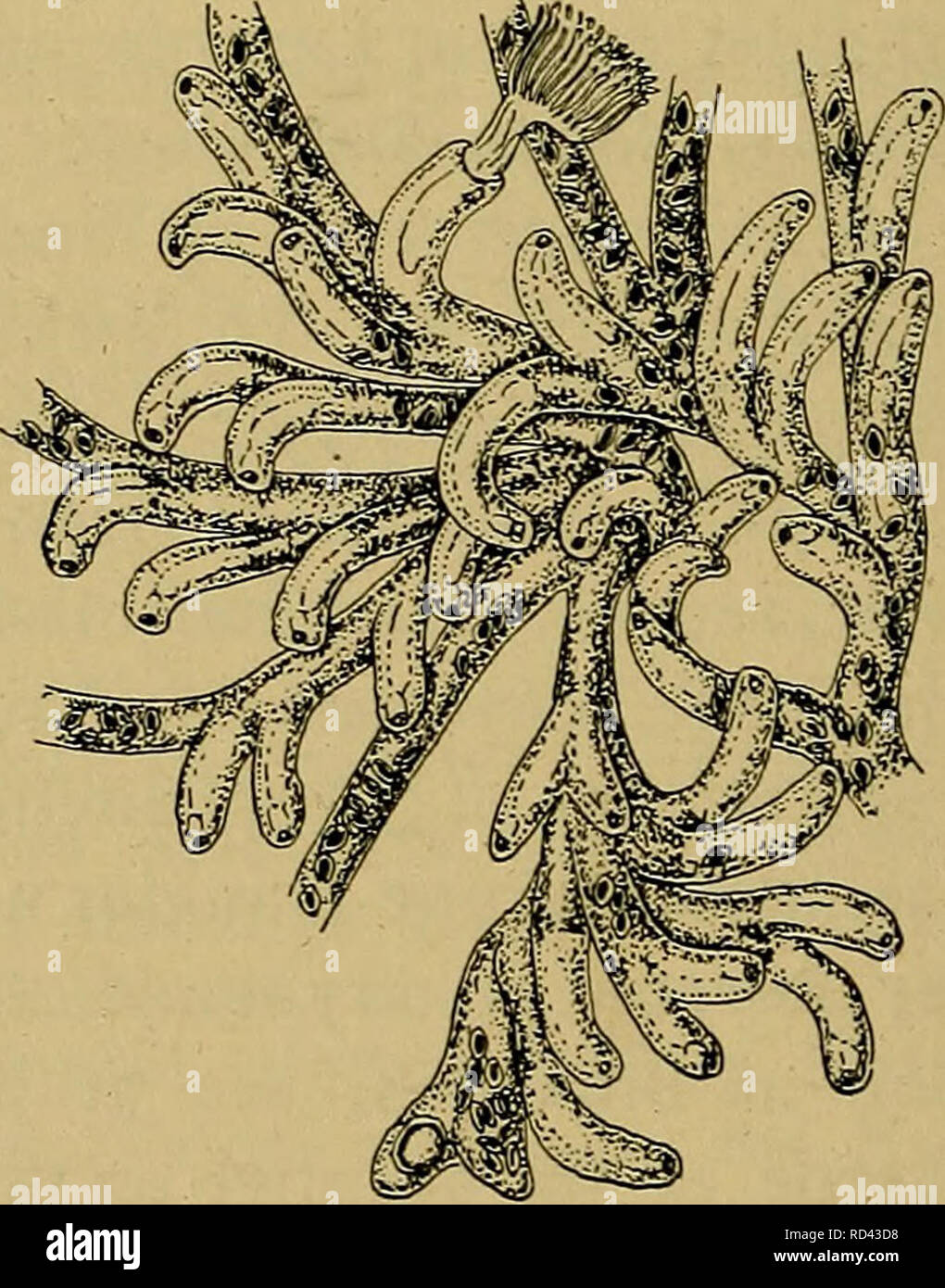 . Danmarks fauna; illustrerede haandbøger over den danske dyreverden... . Fig. 214. Plumatella repens (L.). A. typisk Koloni (med en yngre (f 1) og ældre (f2) Koloni af PI. fungosa f. flabella ved Siden) (efter Braem), B. formå appressa Krpl., Kolonirand, C. formå caespitosa Krpl., D. Svømmeringsstatoblast, E. siddende Statoblast.. Please note that these images are extracted from scanned page images that may have been digitally enhanced for readability - coloration and appearance of these illustrations may not perfectly resemble the original work.. Dansk naturhistorisk forening. København, G.  Stock Photo