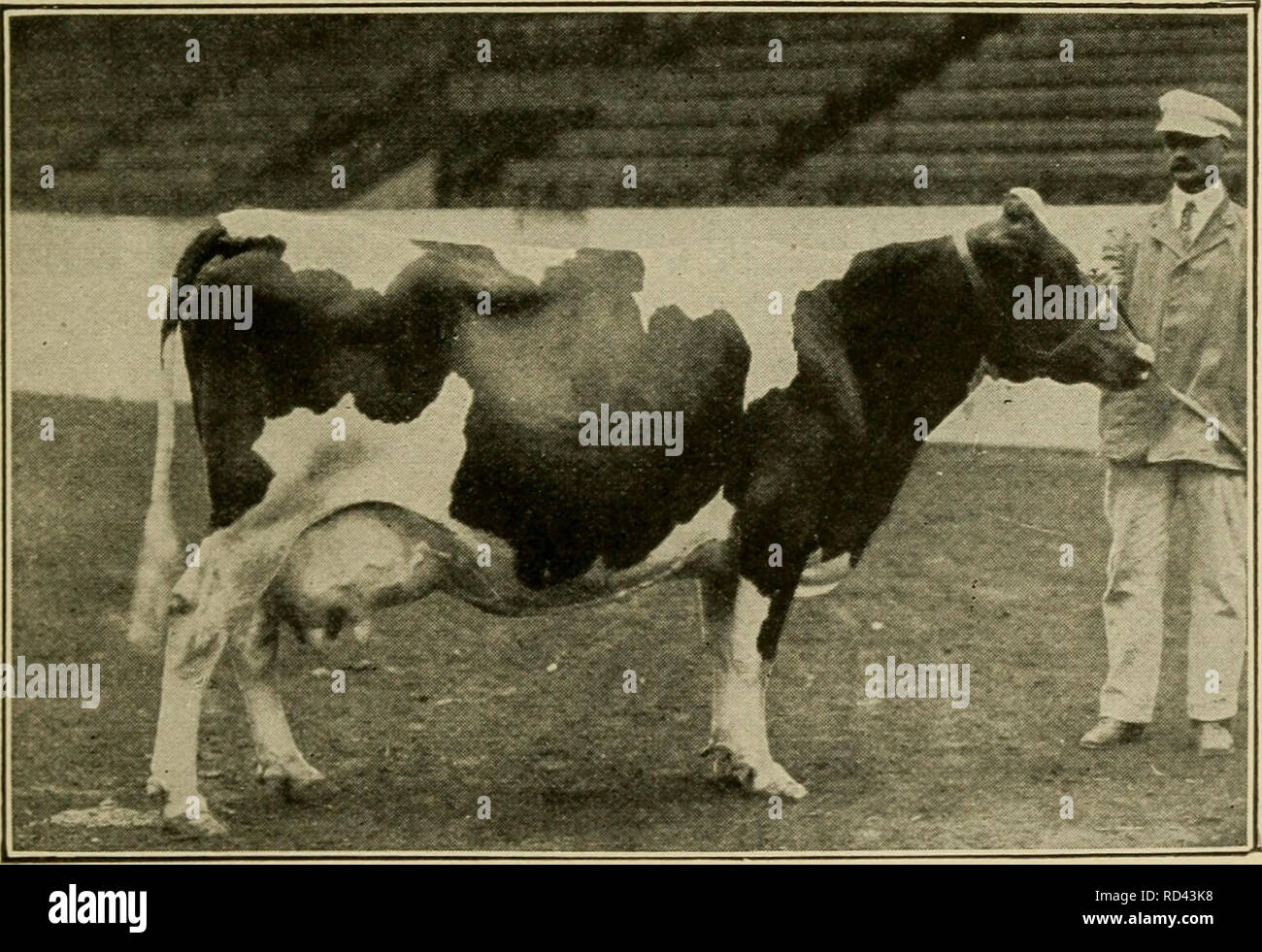 Channel island cattle breed hi-res stock photography and images - Alamy