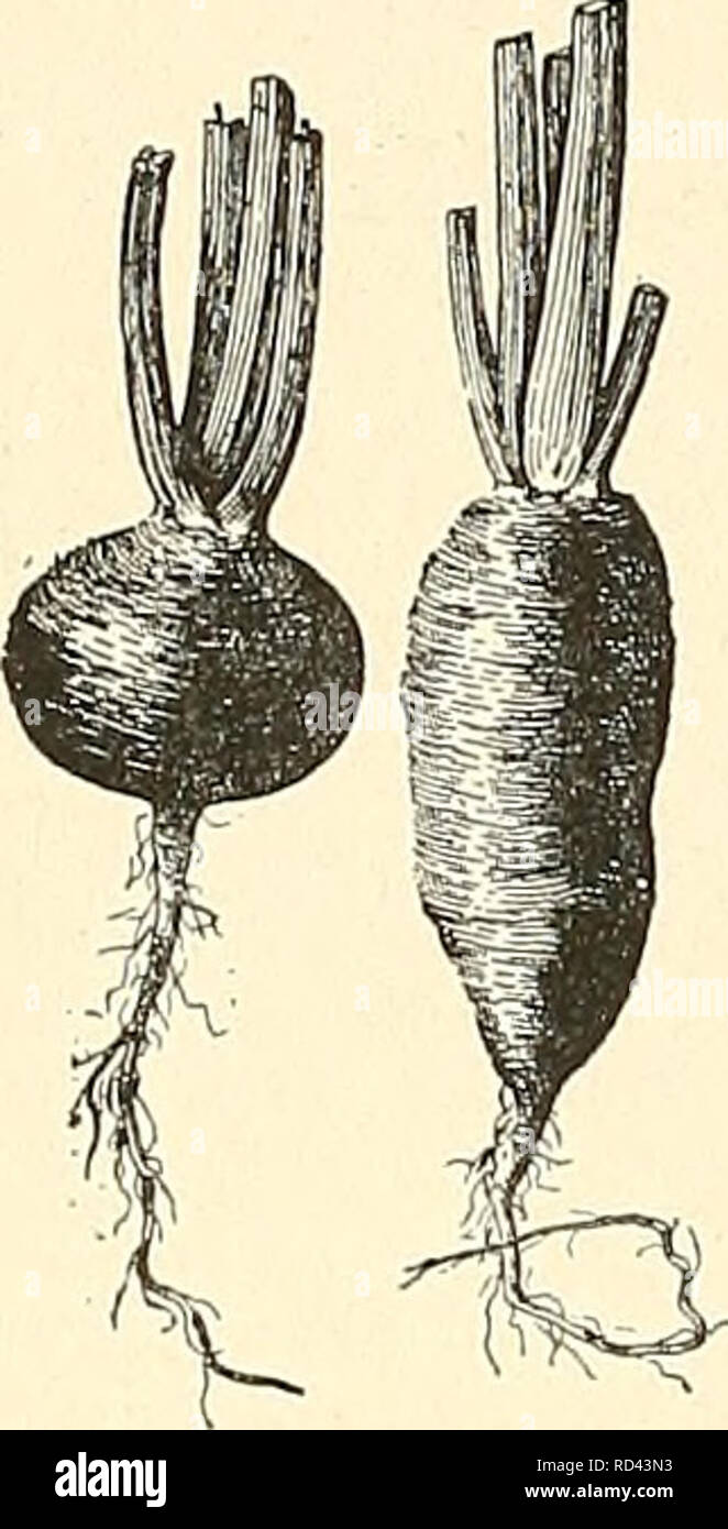 . Cyclopedia of American horticulture, comprising suggestions for cultivation of horticultural plants, descriptions of the species of fruits, vegetables, flowers, and ornamental plants sold in the United States and Canada, together with geographical and biographical sketches. Gardening. 1488 RADISH RADISH. 2062. French Breakfast and Olive-shaped Radishes, two of the early or spring Rad- ish class iXH). that case the root soon deteriorates into a small, slen- der, woody and more or less fibrous member. It has been thought by some that the Radish is only a modi- fied form of the wild charlock, o Stock Photo