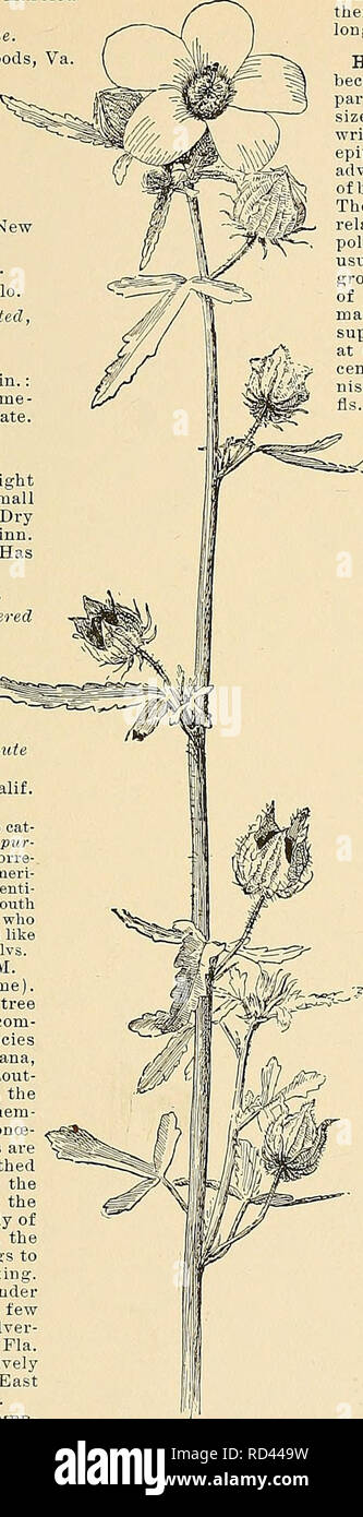 . Cyclopedia of American horticulture, comprising suggestions for cultivation of horticultural plants, descriptions of the species of fruits, vegetables, flowers, and ornamental plants sold in the United States and Canada, together with geographical and biographical sketches. Gardening. HEUCHERA C. B.B. 2: 179.â&quot;Evergreen foliage marbled â with bronzy red.&quot;â Woolson. DD. Calyx prominenilj oblique. hlspida, Piirsh. Height 2-1 ft. Woods, Va. to Idaho. B.B. 2:180. CO. Inflorescence a spike, cylindrica, Dougl. Height 10-24 in. Yellowstone Park westward. B.E. 23:1924. BB. Scapes not liai Stock Photo