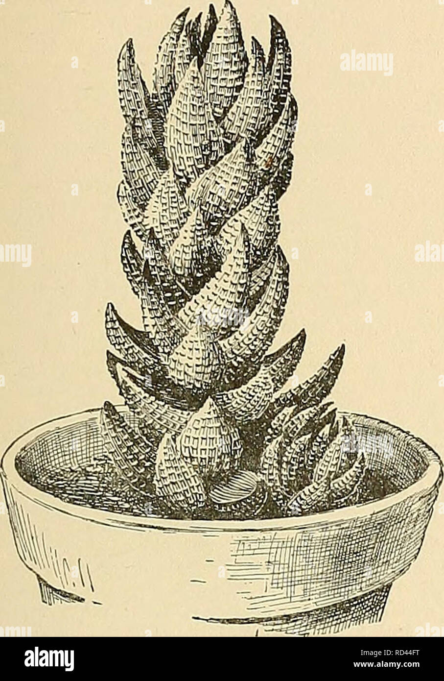 . Cyclopedia of American horticulture, comprising suggestions for cultivation of horticultural plants, descriptions of the species of fruits, vegetables, flowers, and ornamental plants sold in the United States and Canada, together with geographical and biographical sketches. Gardening. HAWORTHIA HECHTIA 715 9. margaritiJera, Haw. {If.mcijor, Duval. Aide mar- garitifera, Biirm.). Lvs. turgid, spreading, merely acute, both faces with scattered coarse white tubercles, which often turn green on the upper surface. P.G. 57. Varies into several named forms. DD. The lvs. less eonspicuoushj white-tube Stock Photo