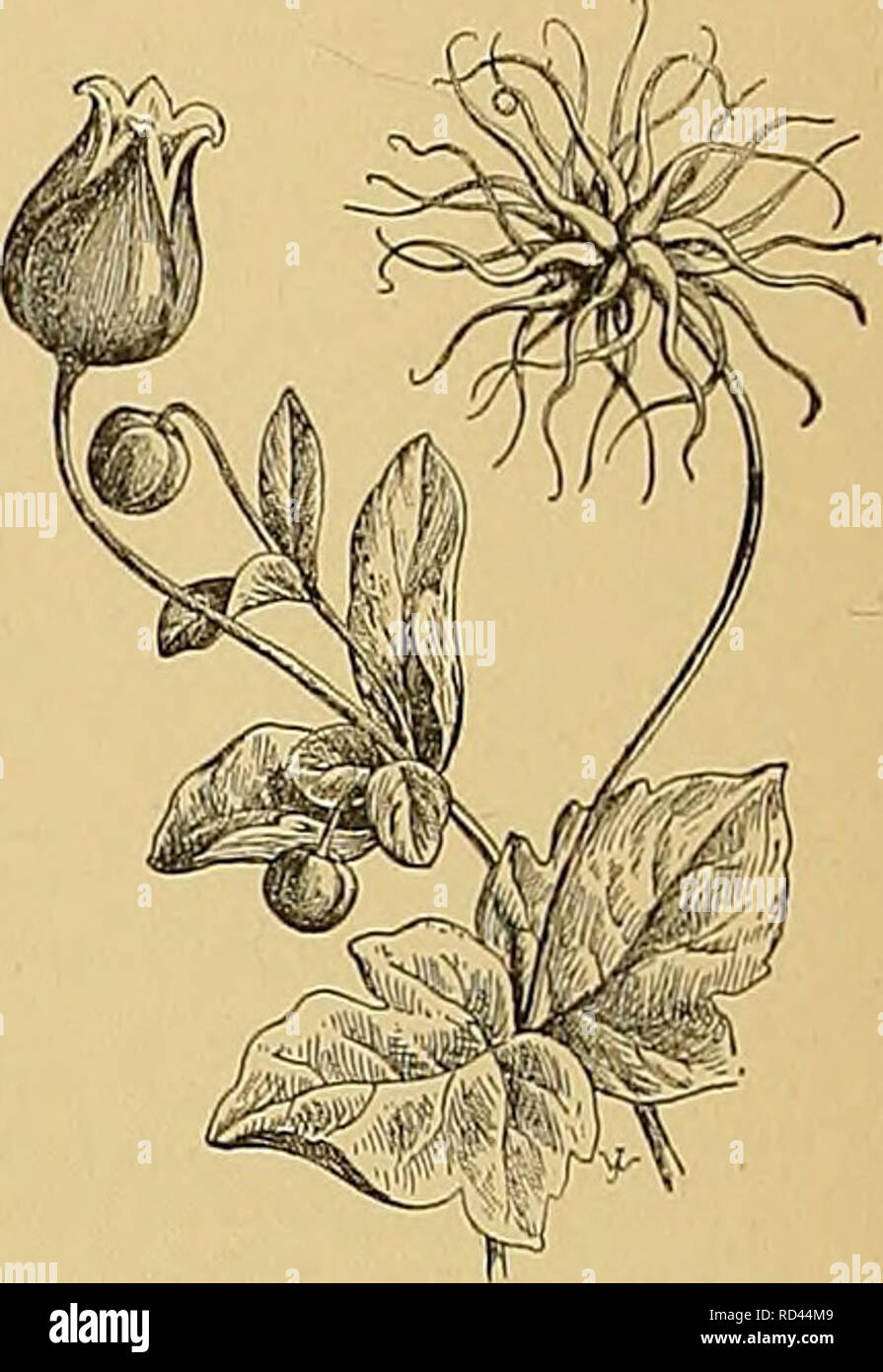 . Cyclopedia of American horticulture, comprising suggestions for cultivation of horticultural plants, descriptions of the species of fruits, vegetables, flowers, and ornamental plants sold in the United States and Canada, together with geographical and biographical sketches. Gardening. 491. Clematis Viorna. very much doubled; se- -  - 1553. 490. Clematis florida, var. bicolor. Modesta, Modeste-Gu6rin (—C. V.X C, lanuginosa). Fls. well expanded, large, bright blue, bars deeper colored. Fitlgens, Simon-Louis (=C, V.,var grandiflora'X C. lanugi- nosa). Sepals &amp;-6, rather narrow, dark purple Stock Photo
