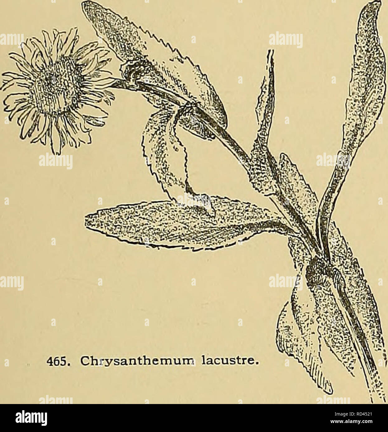 . Cyclopedia of American horticulture, comprising suggestions for cultivation of horticultural plants, descriptions of the species of fruits, vegetables, flowers, and ornamental plants sold in the United States and Canada, together with geographical and biographical sketches. Gardening. CHRYSANTHEMUM AA. Lvs. not cut to the midrih : the primary incisions shallow. B. Fls. home in flat-topped oUisters. 12. Balsimita,Willd. (Tanacetum Balsdmita,lAmi.). Tall and stout : lvs. sweet-scented, oval or oblong, ob- CHRYSANTHEMUM 313. 465. Chrysanthemum lacustre. tuse, margined with blunt or sharp teeth, Stock Photo