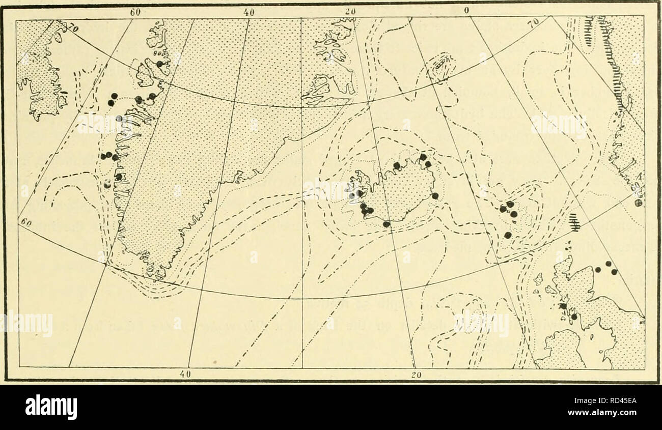 . The Danish Ingolf-expedition. Marine animals; Marine animals; Hydrography; Hydrography; Scientific expeditions. HYDROIDA II J?1. 2 00 m. boom. looom.  , 2coO(Ti Fig. LXXXVII. The distribution of Laomedea hyalina in the Northern Atlantic. In the hatched region the literature notes a scattered occurrence.. Please note that these images are extracted from scanned page images that may have been digitally enhanced for readability - coloration and appearance of these illustrations may not perfectly resemble the original work.. Danish Ingolf-Expedition, 1895-1896; Wandel, C. F. (Carl Frederik), 184 Stock Photo