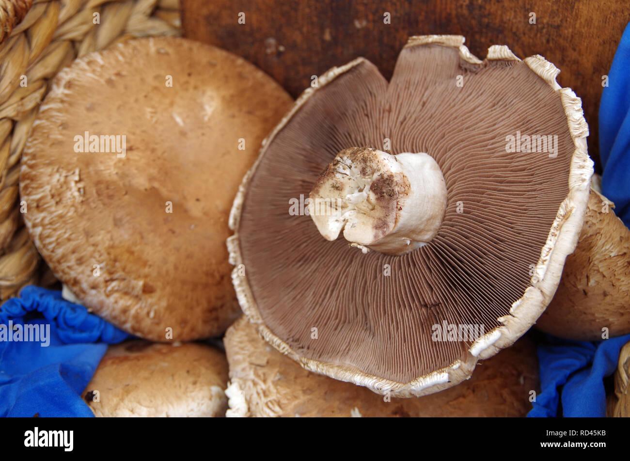 Large portobello mushroom caps arranged on blue cloth with wood and wicker background Stock