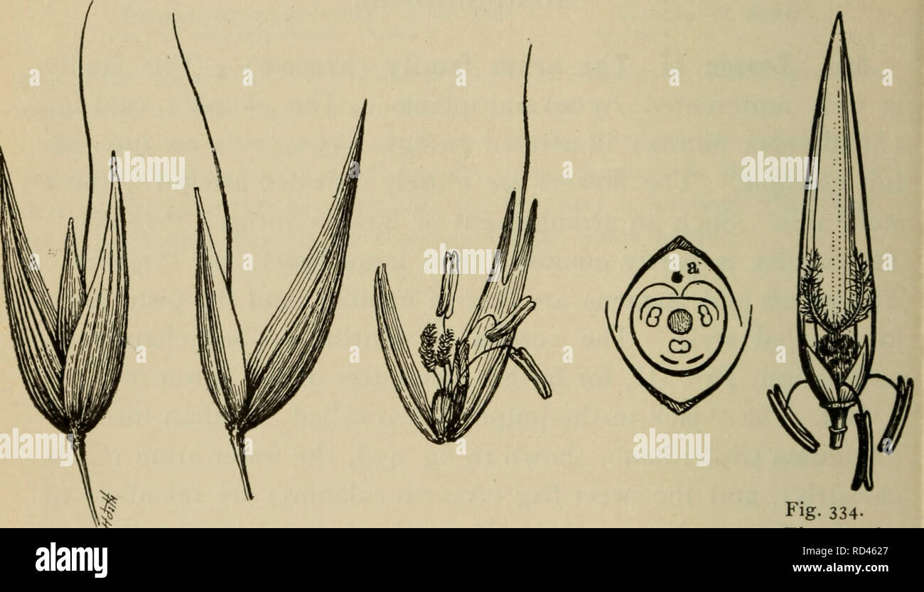 . Elementary botany. Botany. 258 MONO CO T YLED OJVS. Topic III : Monocotyledons with a glume subtending the flower (Glumiflorae). 504. Lesson III. Grass family (gramineae). Oat.—As a representative of the grass family (gramineae) one may take the oat plant, which is widely cultivated, and also can be grown readily in gardens, or perhaps in small quantities in greenhouses in order to have material in a fresh condition for study. Or wre may have recourse to material preserved in alcohol for the dis-. Fig. 334- „. „. „. Flower of Fig. 330. Fig. 331. Fig. 332. Fig. 333. oat&gt; show. Spikelet of  Stock Photo
