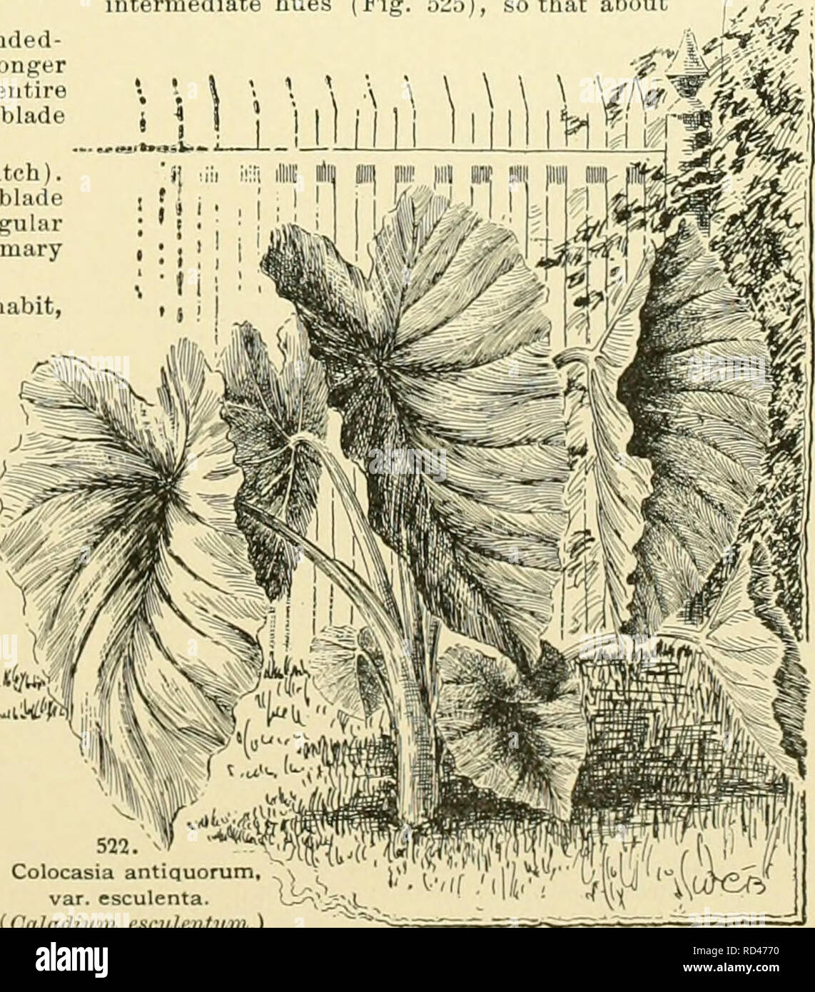 . Cyclopedia of American horticulture, comprising suggestions for cultivation of horticultural plants, descriptions of the species of fruits, vegetables, flowers and ornamental plants sold in the United States and Canada, together with geographical and biographical sketches, and a synopsis of the vegetable kingdom. Gardening -- Dictionaries; Plants -- North America encyclopedias. COLLOMIA is applied they dart forward at right angles with the testa, each carrying with it a sheath of mucus, in which it for a long time remains enveloped in a membranous case.&quot; COLOCASIA (old Greek substantive Stock Photo