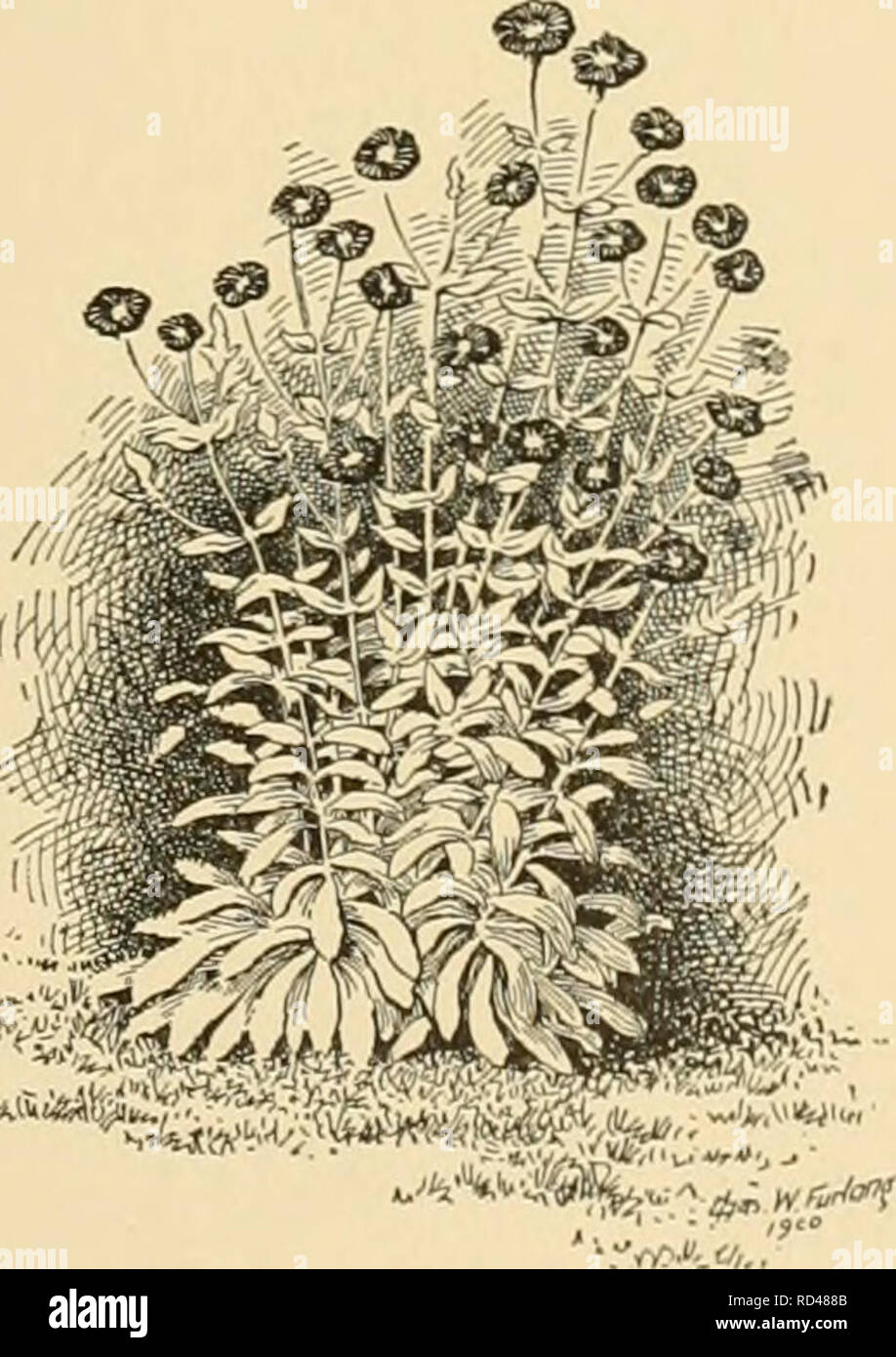 . Cyclopedia of American horticulture : comprising suggestions for cultivation of horticultural plants, descriptions of the species of fruits, vegetables, flowers, and ornamental plants sold in the United States and Canada, together with geographical and biographical sketches. Gardening; Horticulture; Horticulture; Horticulture. 1331. Lychnis Chalcedonica. CO. Plant not n-hit Petals S-notchcd or S-cleff woolly, green. (Forms of No. 12 may be sought here.) 7. Coeli-rosa, Desv. Rose op Heaven. Fig. 1333. A very floriferous annual, 12-18 in., glabrous: Ivs. linear, long-acuminate and very sharp-p Stock Photo