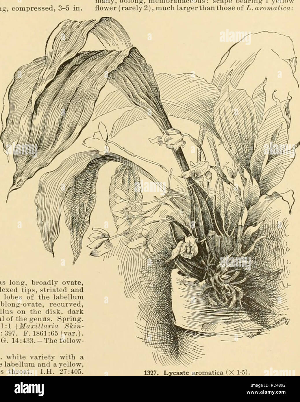 . Cyclopedia of American horticulture : comprising suggestions for cultivation of horticultural plants, descriptions of the species of fruits, vegetables, flowers, and ornamental plants sold in the United States and Canada, together with geographical and biographical sketches. Gardening; Horticulture; Horticulture; Horticulture. been LYCASTE crenulate; callus tongue-shaped, concave. Often the parts of the flower are more or less spotted and hairy in places. July, Aug. Colombia. Gt. 1321. 5. Idnipes, Lindl. Pseudobulbs large: Ivs. lanceo- late, 12-18 in. long: fls. solitary, as many as 15 on a  Stock Photo