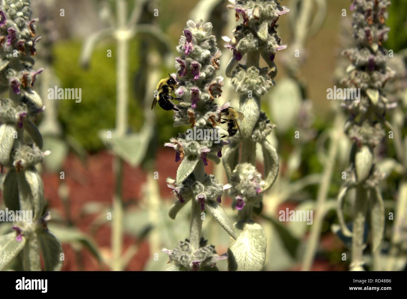 Two Bumblebees On Lamb's Ear Stock Photo