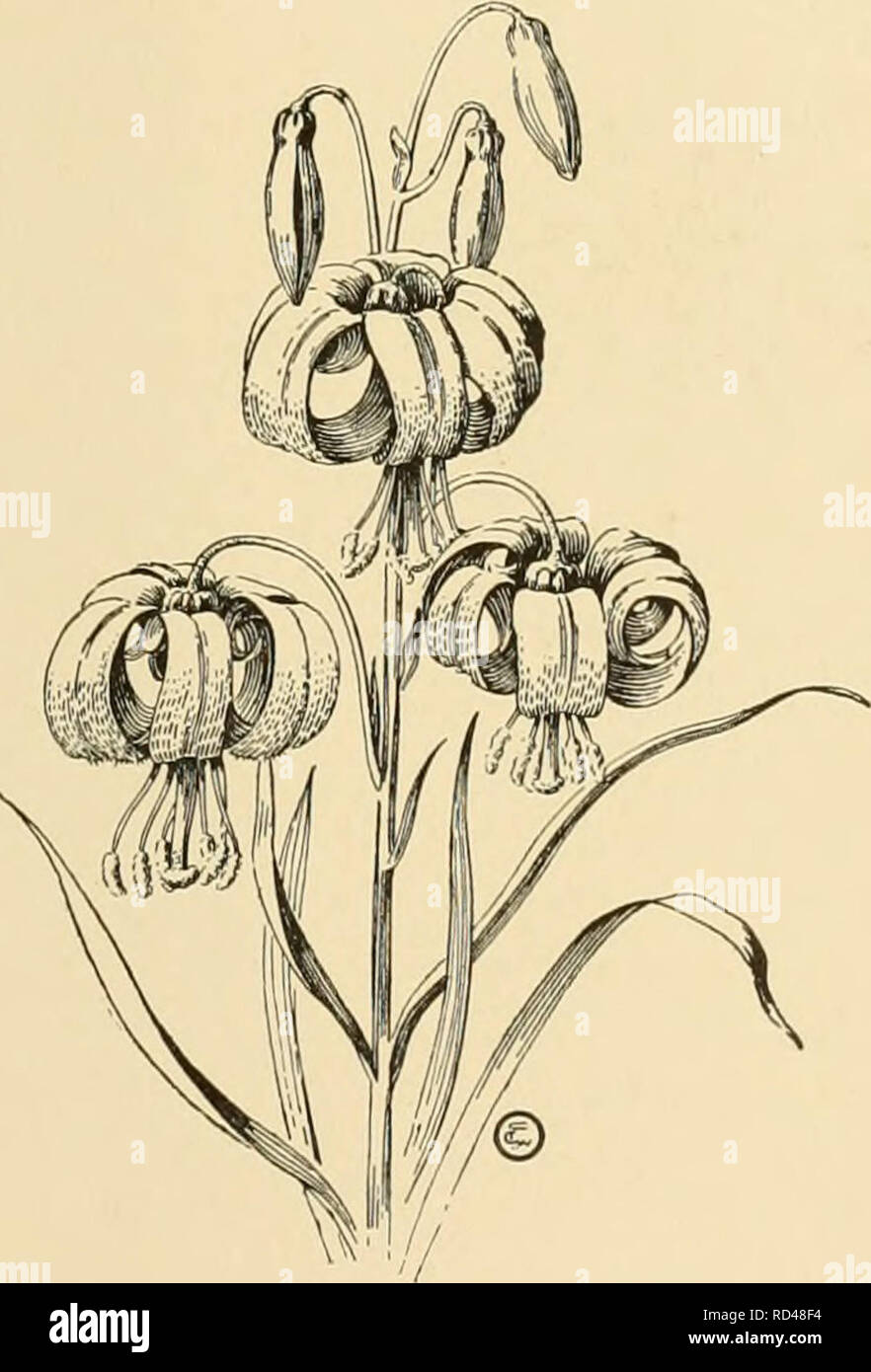 . Cyclopedia of American horticulture : comprising suggestions for cultivation of horticultural plants, descriptions of the species of fruits, vegetables, flowers, and ornamental plants sold in the United States and Canada, together with geographical and biographical sketches. Gardening; Horticulture; Horticulture; Horticulture. LILIUM SUBGENUS IV. A. Foliage mostly ivhorled. B. Li's. ill small whorls of less than S or partly scattered.. .2:i. Columbianum BE. Lfs. nearly all in large u'horls of 8 or more. c. Bull) large, horizontally elongated 24. puberulum CC. Bulb small, globose. D. Fls.piir Stock Photo