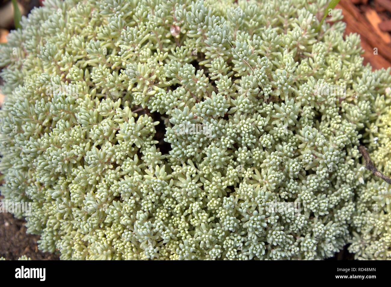 Looking Closely At Some Walk Upon Ground Cover Stock Photo