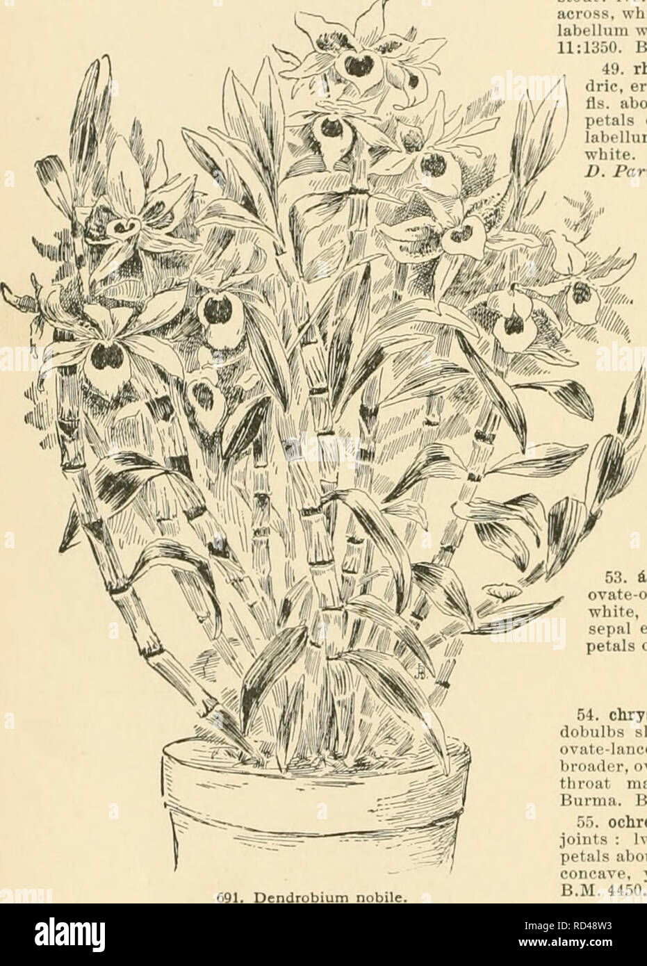 . Cyclopedia of American horticulture, comprising suggestions for cultivation of horticultural plants, descriptions of the species of fruits, vegetables, flowers, and ornamental plants sold in the United States and Canada, together with geographical and biographical sketches. Gardening. 470 DENDROBIUM DDD. Petals and sepals re 43. nAbile, Lindl. Fig. 691. Stems stout: Ivs. oblong: sepals and petals white, suffused with rose at the apices; labellum white, with a blotch of amethyst-purple at dis- tal end, throat dark crimson. Himal., China. G.C. 11. 11:565:111.23:341. J.H. III. 34:295. R.B. 23:2 Stock Photo