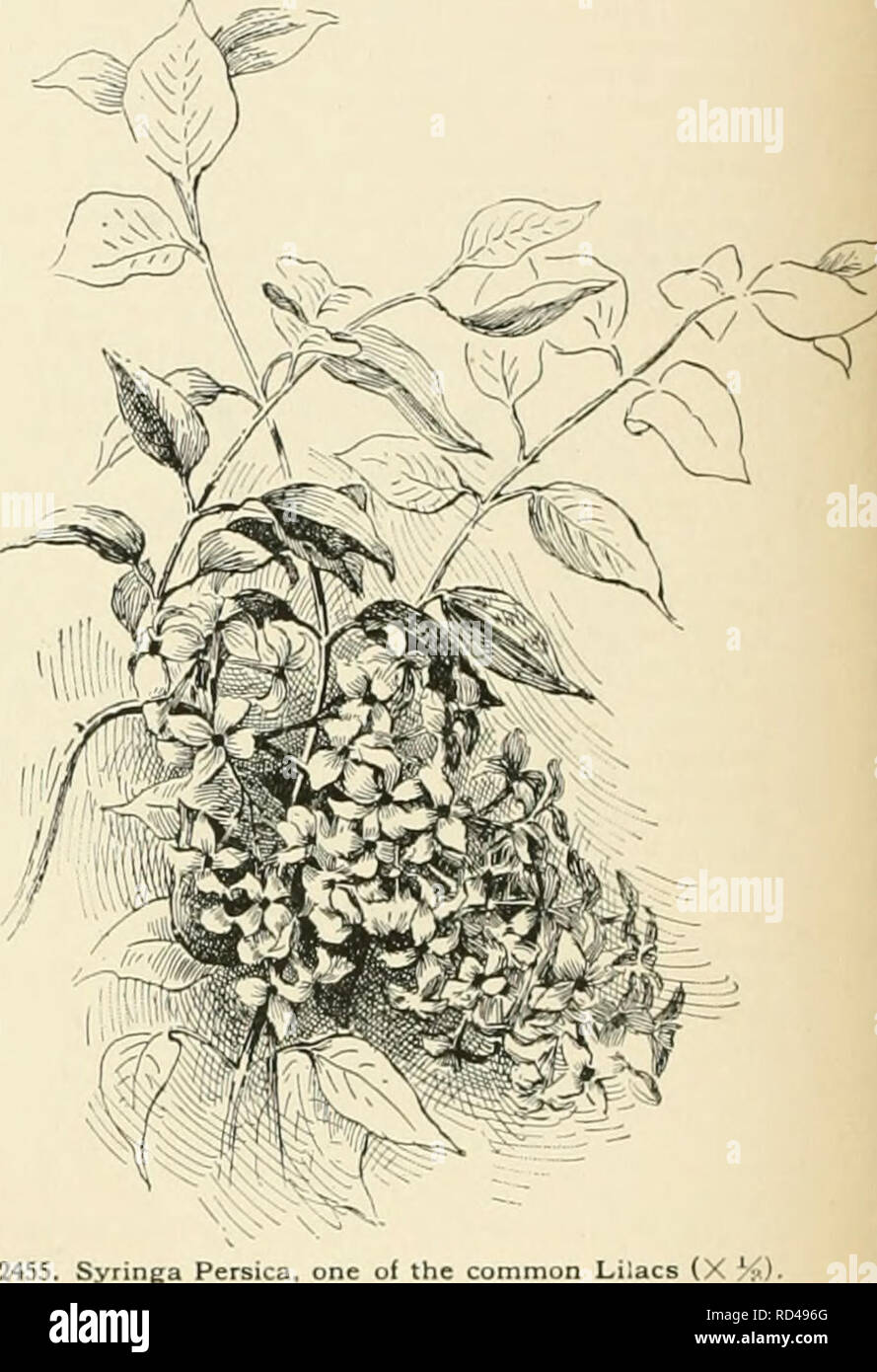 Gratuit Images Syringa Species Stock Photos Syringa Species Stock Images Page actualisé