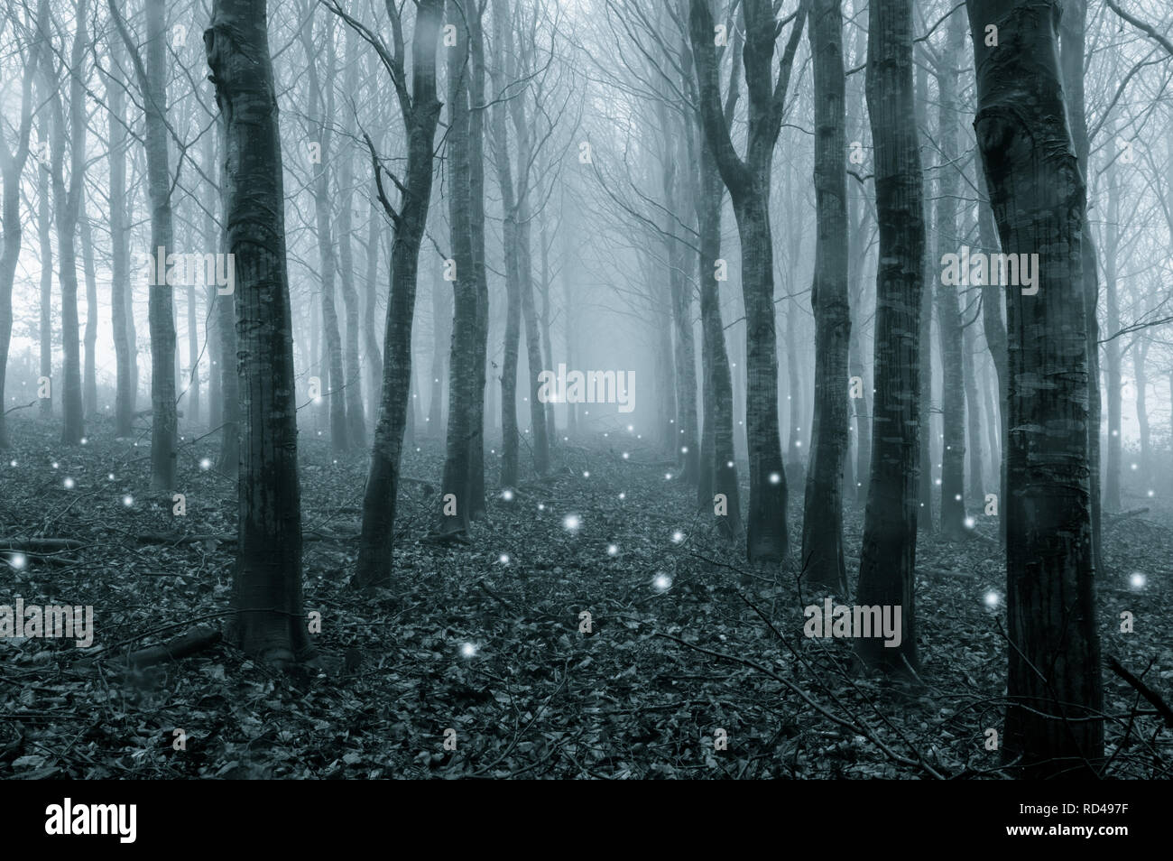 Glowing ghostly lights floating in a foggy, winter forest. With a cold blue edit. Stock Photo