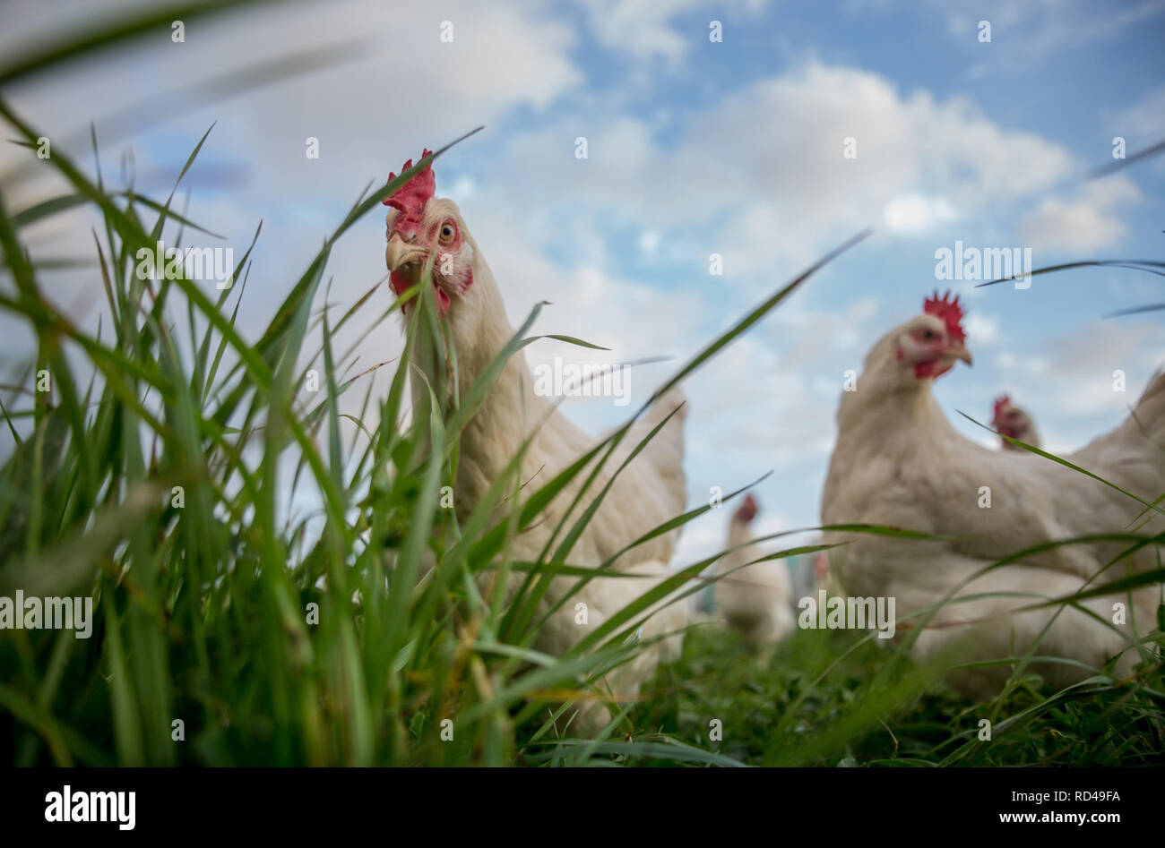 Free range chickens farm grass hires stock photography and images Alamy