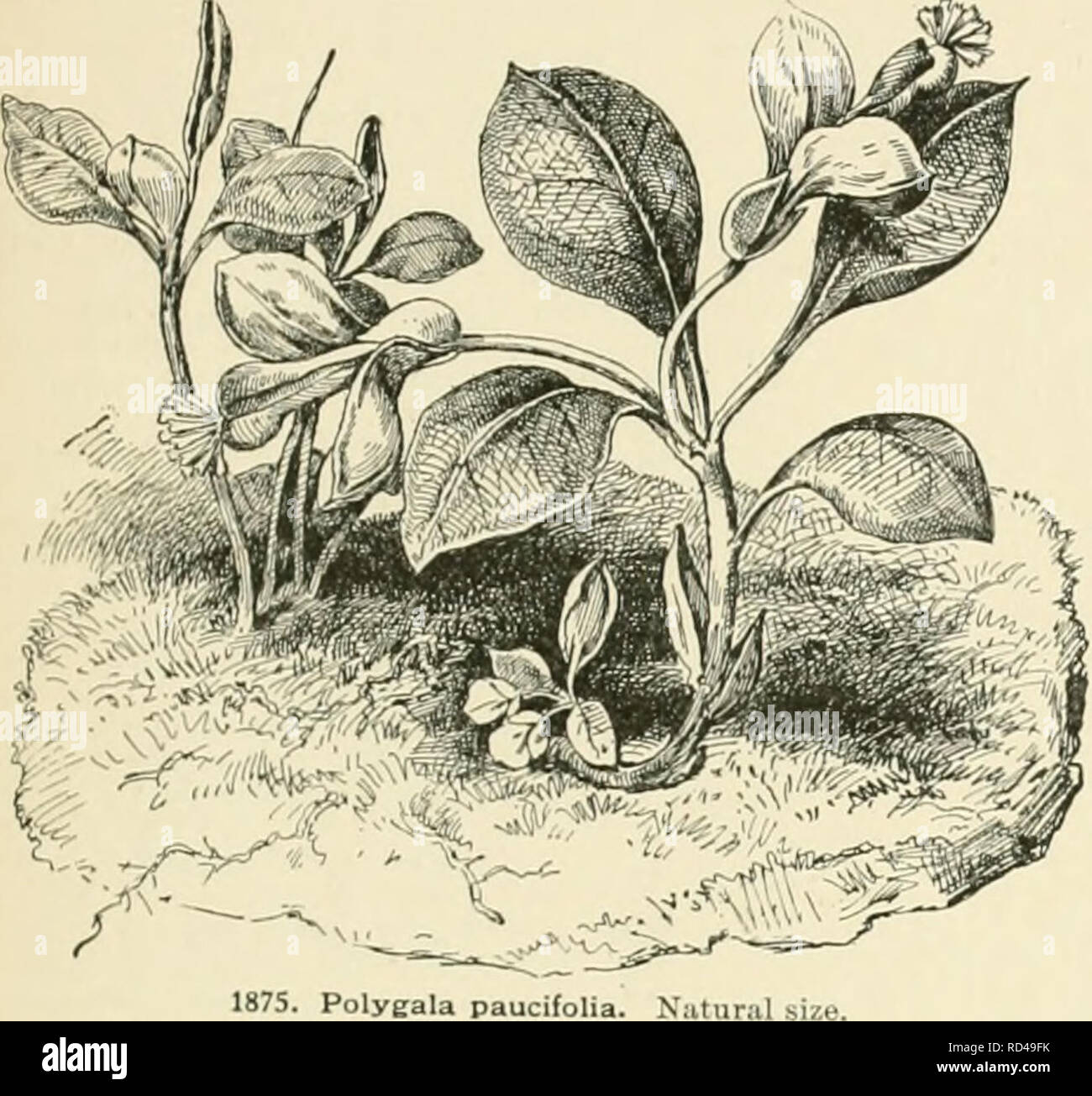 . Cyclopedia of American horticulture, comprising suggestions for cultivation of horticultural plants, descriptions of the species of fruits, vegetables, flowers, and ornamental plants sold in the United States and Canada, together with geographical and biographical sketches. Gardening. POLYGALA branched shrub, 3-8 ft. high, with large, showy Hs. near theenda of the branches: Ivs. flat, variable in sbape, but not subulate: lateral petals 2-lobe(i, the posterior lobe ear-shaped, reflexed. S. Africa.-Var. grandifldra, Hook. {P. fjrandifldra, Hort. and L.B.O. K):1227, not POLYGONATUM 1391. 1875.  Stock Photo