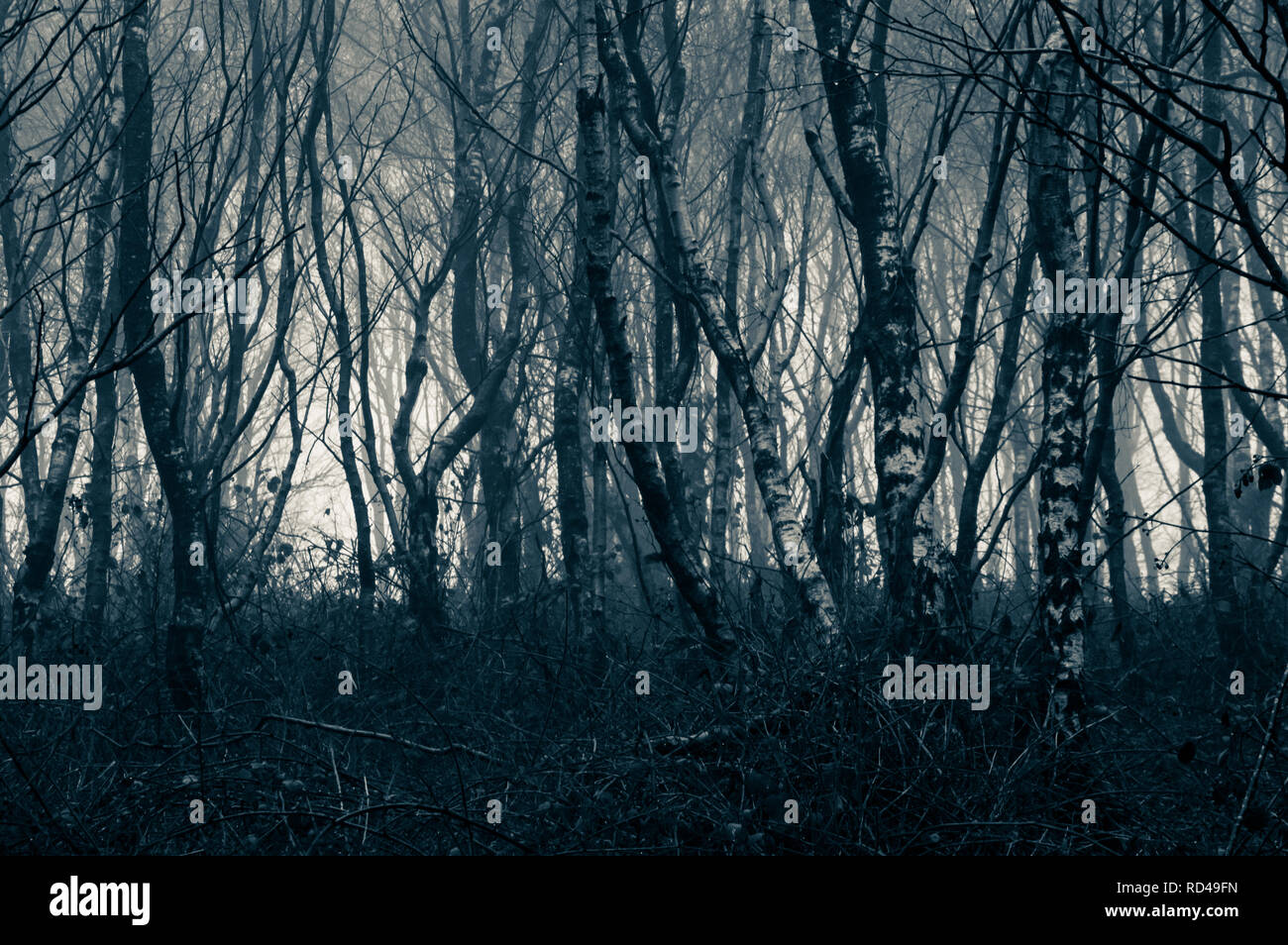 A dark spooky forest of birch trees in winter. With a cold blue edit. Stock Photo
