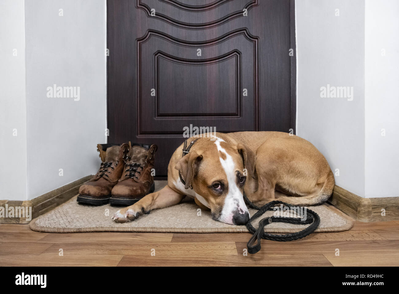 Dog with a leash waiting for a walk. Staffordshire terrier dog with a leash lying on a  doormat near the front door of the apartment. Stock Photo