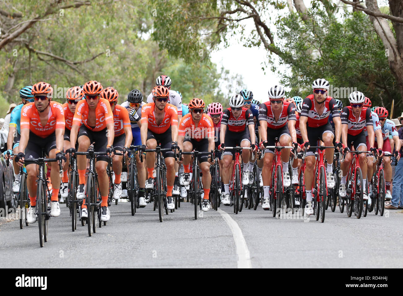 Riders competing in Stage 3 of the 2019 Tour Down Under cycling race through the Adelaide Hills. Stock Photo