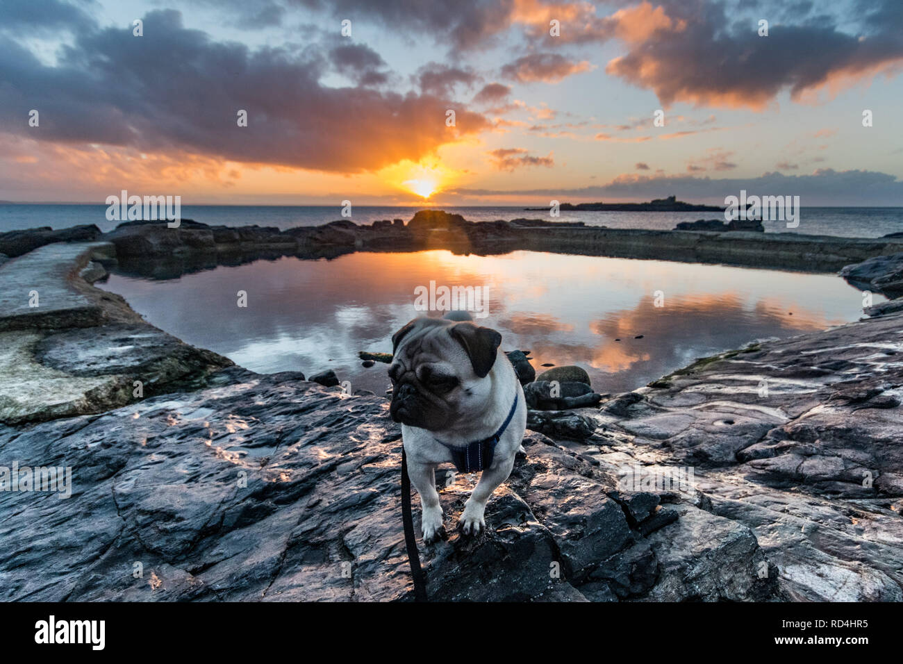 Pug dog standing on rock in front of rock pool and sea at Mousehole at sunrise Stock Photo