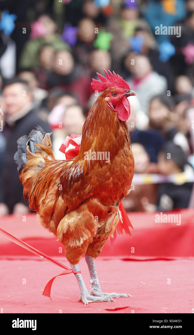 Huaying, Huaying, China. 17th Jan, 2019. Huaying, CHINA-The rooster fighting is held in Huaying Sichuan Province, marking the upcoming lunar New Year. Credit: SIPA Asia/ZUMA Wire/Alamy Live News Stock Photo