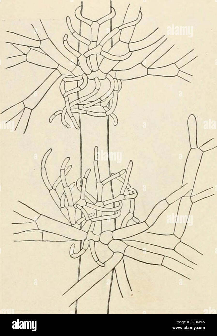 . Dansk botanisk arkiv. Plants; Plants -- Denmark. 118 Dansk Botanisk Arkiv, Bd. 3. Nr. 1 2. Wrangelia bicuspidata nov. spec. Frons mediocris, ca. 7 cm alta, cæspitosa, ramosa, ecorticata vel in ramis principalibus subcorticata, in superiori et inferiori parte cellularum magnarum filis decurrentibus et assurgentibus, ex cellulis basalibus ramellorum ortis, munita. Cellulæ in ramis principalibus permagnæ, subcylindricæ, 120 n latæ et 10-plo longiores, in superiori parte ad genicula verticilla- tim ramellosæ, ramellis mol- lissimis, pluries dichotome divisis, a basi ad apicem leniter tenuioribus Stock Photo