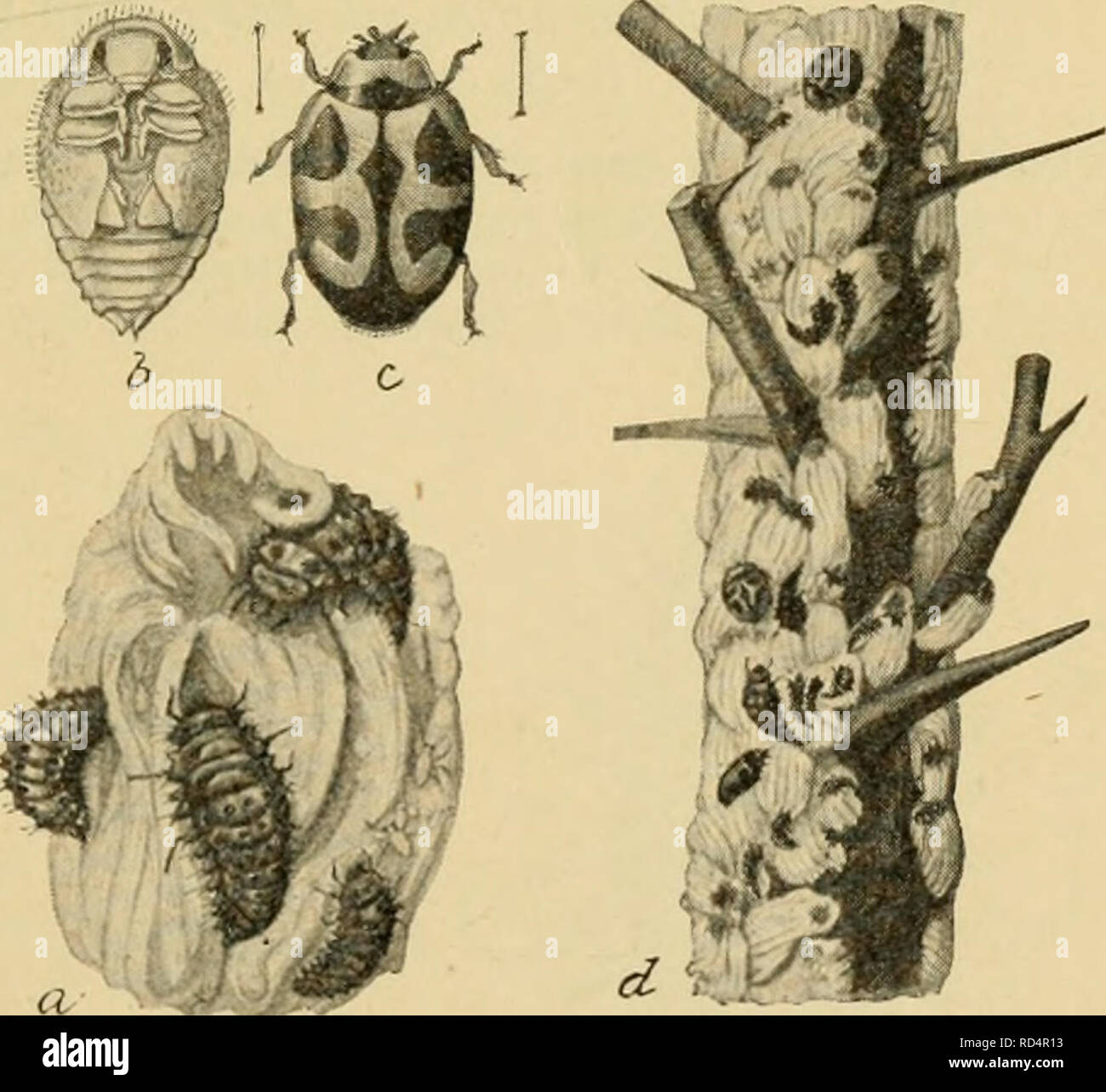 . Elementary entomology. Entomology. Fig. 239. Pupae of the twice ...