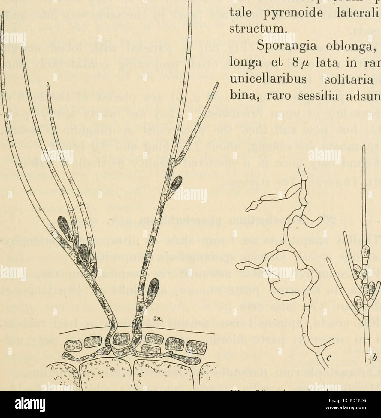 . Dansk botanisk arkiv. Plants; Plants -- Denmark. F. Børgesen: Rhodophyceæ of the Danish W. Indies. 53 Fila endophytica irregulariter ramosa sub cellulis epider- malibus hospitis horizontaliter repentia, e cellulis medio plus minus irregulariter inflatis constructa. Fila erecta, ad 500// alta, ramosa, apicem versus sensim attenuata, e cellulis ad basin 7—8 // latis, superne 2—3 fi. latis, inferioribus c. 24// longis, superioribus c. 50// longis et subhya- linis constructa. Chromatophorum parie- tale pyrenoide laterali in- structum. Sporangia oblonga, 14/« longa et 8// lata in ramulis unicella Stock Photo