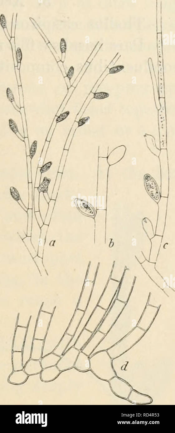 . Dansk botanisk arkiv. Plants; Plants -- Denmark. F. BÃ¸rgesen: RhodophyceÃ¦ of the Danish W. Indies. 25. Fila erecta parce ramosa, 5â6/i lata, cellulis diametro triplo vel 4 plo longioribus, cylindricis, in parte superiori filorum cellulis tenuioribus, 3â4;/ latis, chromatophorum, ut videtur, parietale pyrenoide laterali munitum continentibus. Sporangia monospora, fusiformia apice truncato, sessilia aut pedicellata, sparsa aut unilateraliter seriata, 4â5^ lata, 10â 11/ji longa. This small species was found upon old leaves of Caiilerpa taxijolia. Only a single tuft was met with growing in com Stock Photo