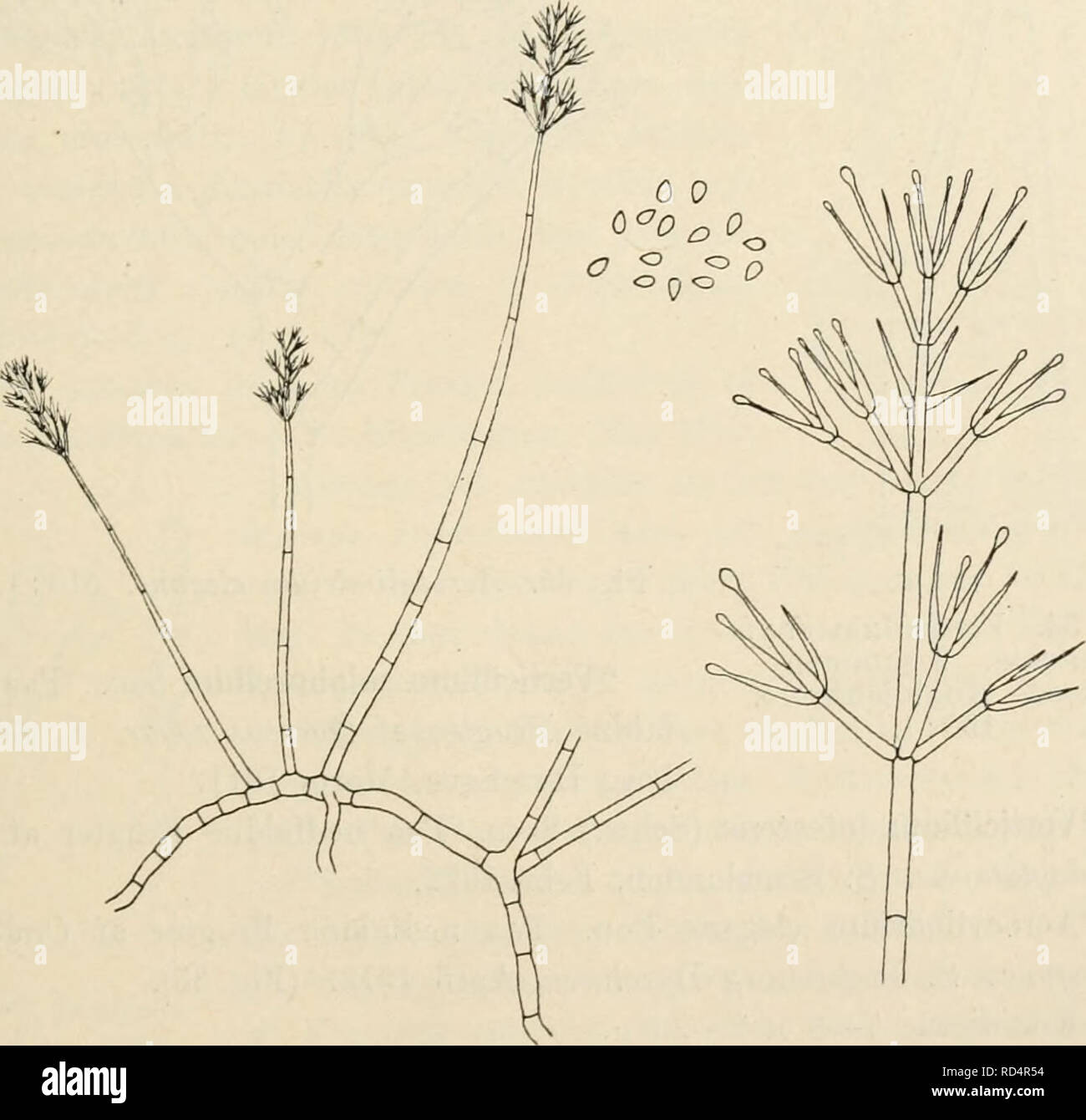 . Dansk botanisk arkiv. Plants; Plants -- Denmark. Fig. 33. Verticillium paniculatum. 160 :1 og 510 :1. e 3—4 ramis in totidem ramulis conidiophoris exientibus constantes, gerentibus. Conidiis obovoideis, basi acutis, 5—6 X 2.5—3/^. (Fig. 33). Ad radices Piceae excelsae. S. Bøndernes Hegn.. Please note that these images are extracted from scanned page images that may have been digitally enhanced for readability - coloration and appearance of these illustrations may not perfectly resemble the original work.. Dansk botanisk forening. Kbenhavn : Dansk botanisk forening Stock Photo