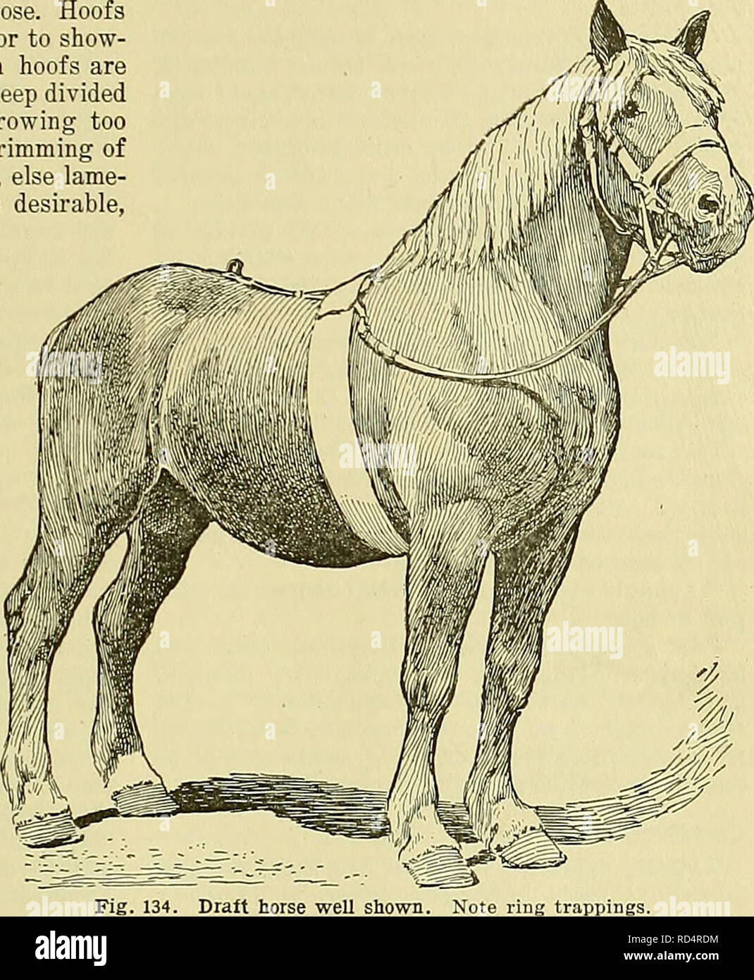 Cyclopedia of farm animals. Domestic animals; Animal products. FITTING AND EXHIBITING LIVE-STOCK 155 cattle, ties are made about the thighs. Such fast- enings keep the blankets in place. Horns and hoofs Cyclopedia of farm animals. Domestic animals; Animal products. FITTING AND EXHIBITING LIVE-STOCK 155 cattle, ties are made about the thighs. Such fast- enings keep the blankets in place. Horns and hoofs